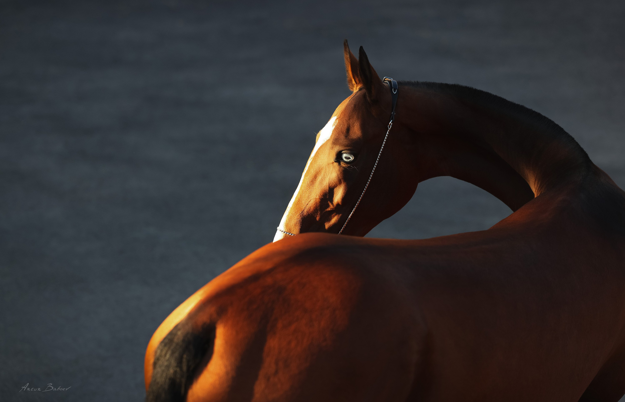 Gallery. Art photos of horses — ARTUR BABOEV | Photographer