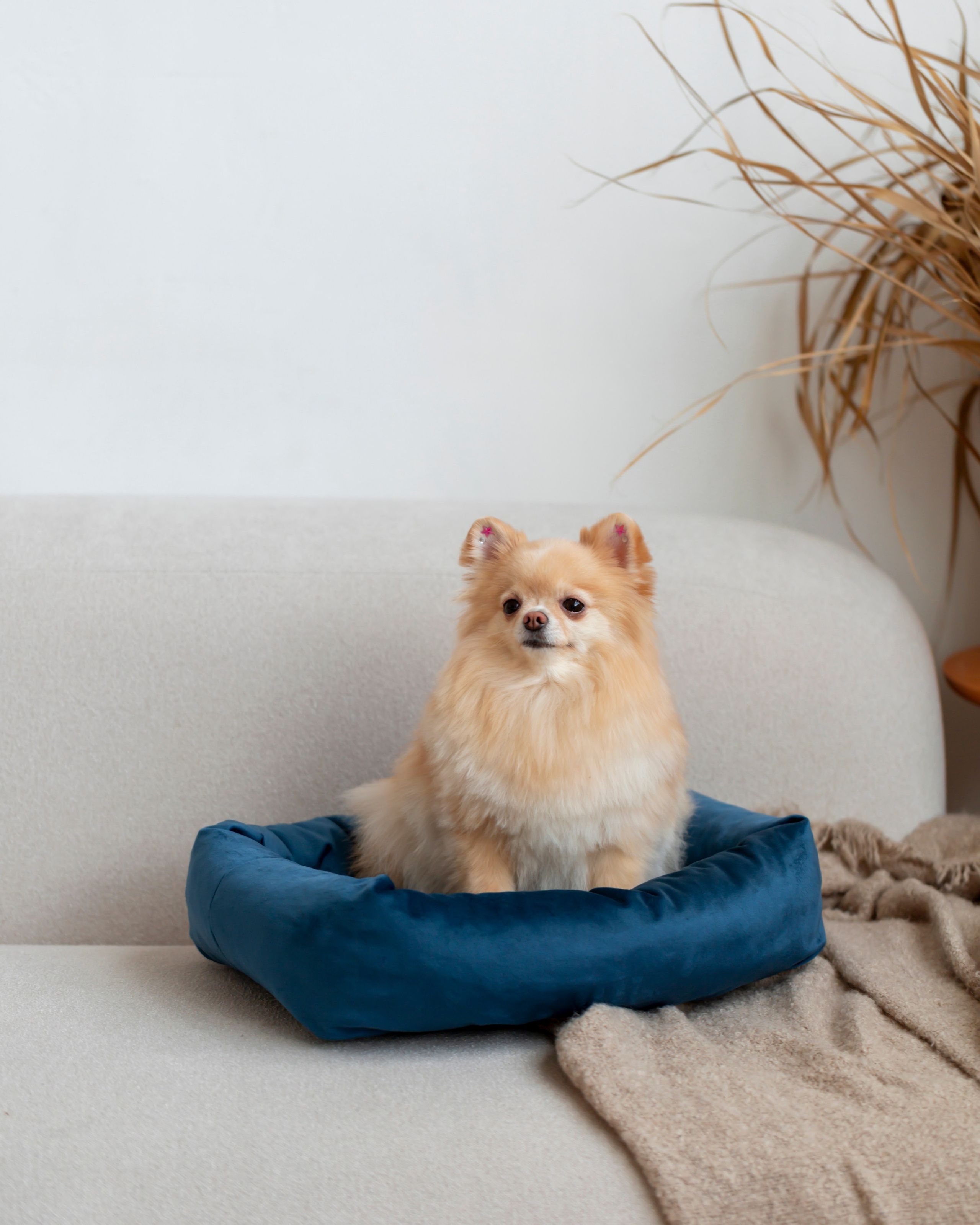 Лежанки для животных. Предметный & фудфотограф Рязань