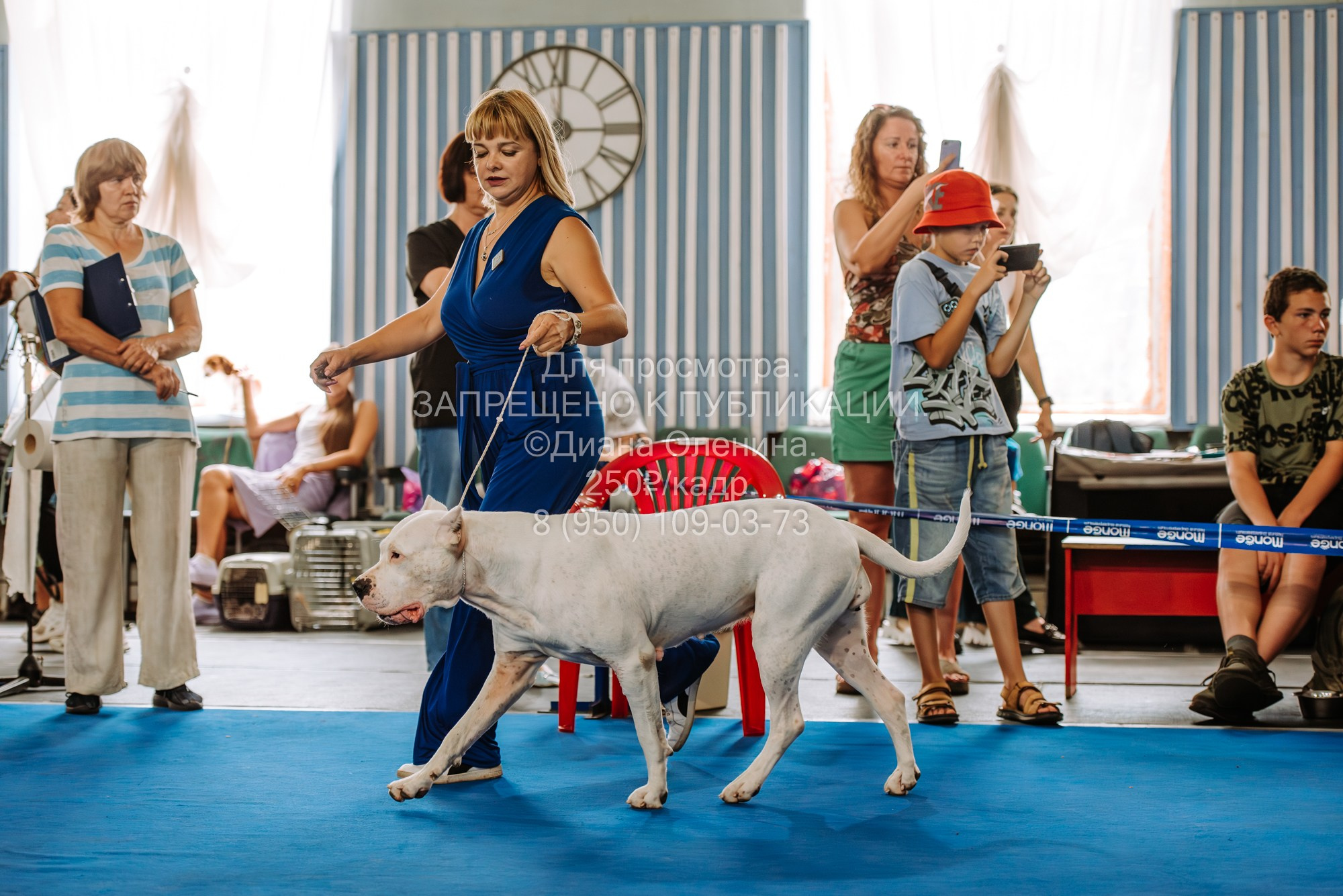 Национальная выставка собак всех пород ранга САС-IKU «Кубок Красноярск. Фотограф Диана Оленина Красноярск / Братск