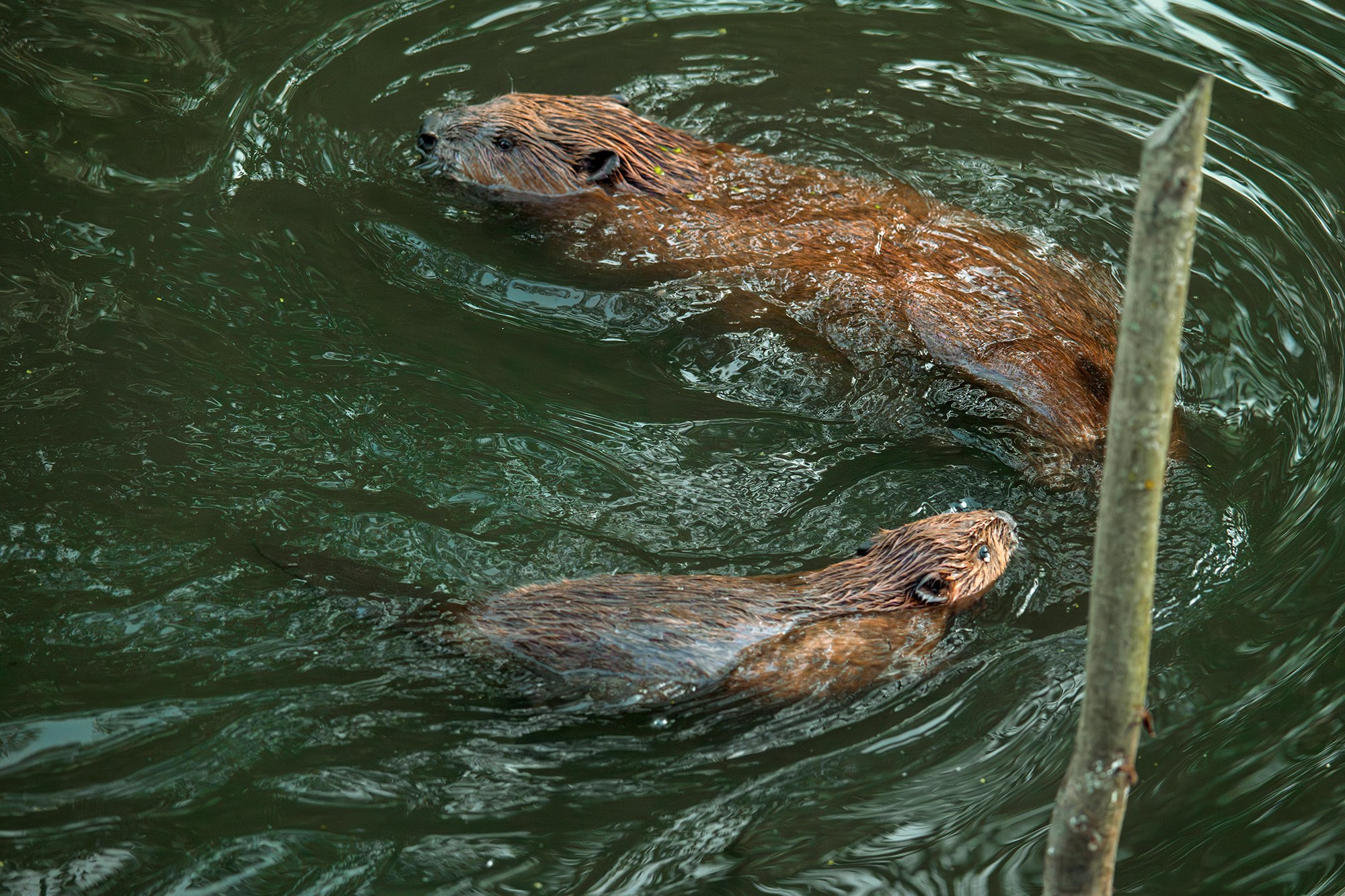 Животные. Ваш личный фотограф Марина Волкова