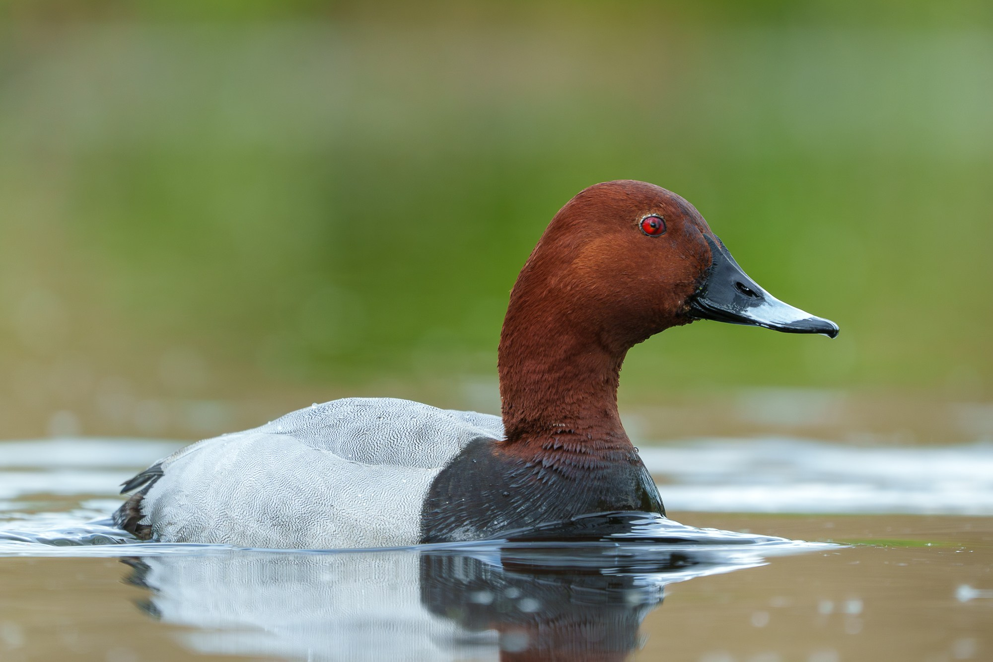 Удивительные мир птиц. Вокруг нас столько прекрасного — присмотритесь!. Ваш личный фотограф Марина Волкова