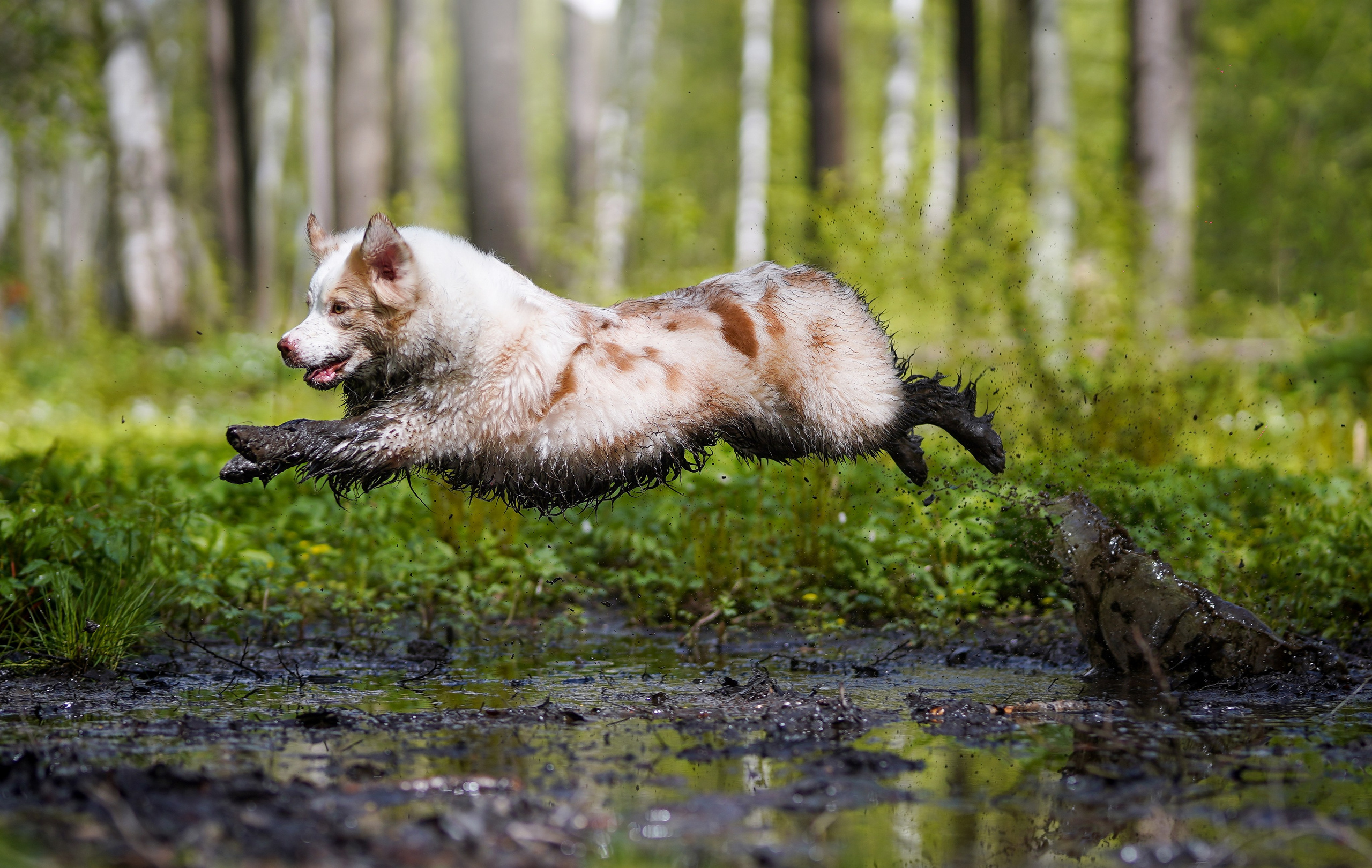 Рокки и Гермиона. Фотограф-анималист в Санкт-Петербурге Яна Мартынова