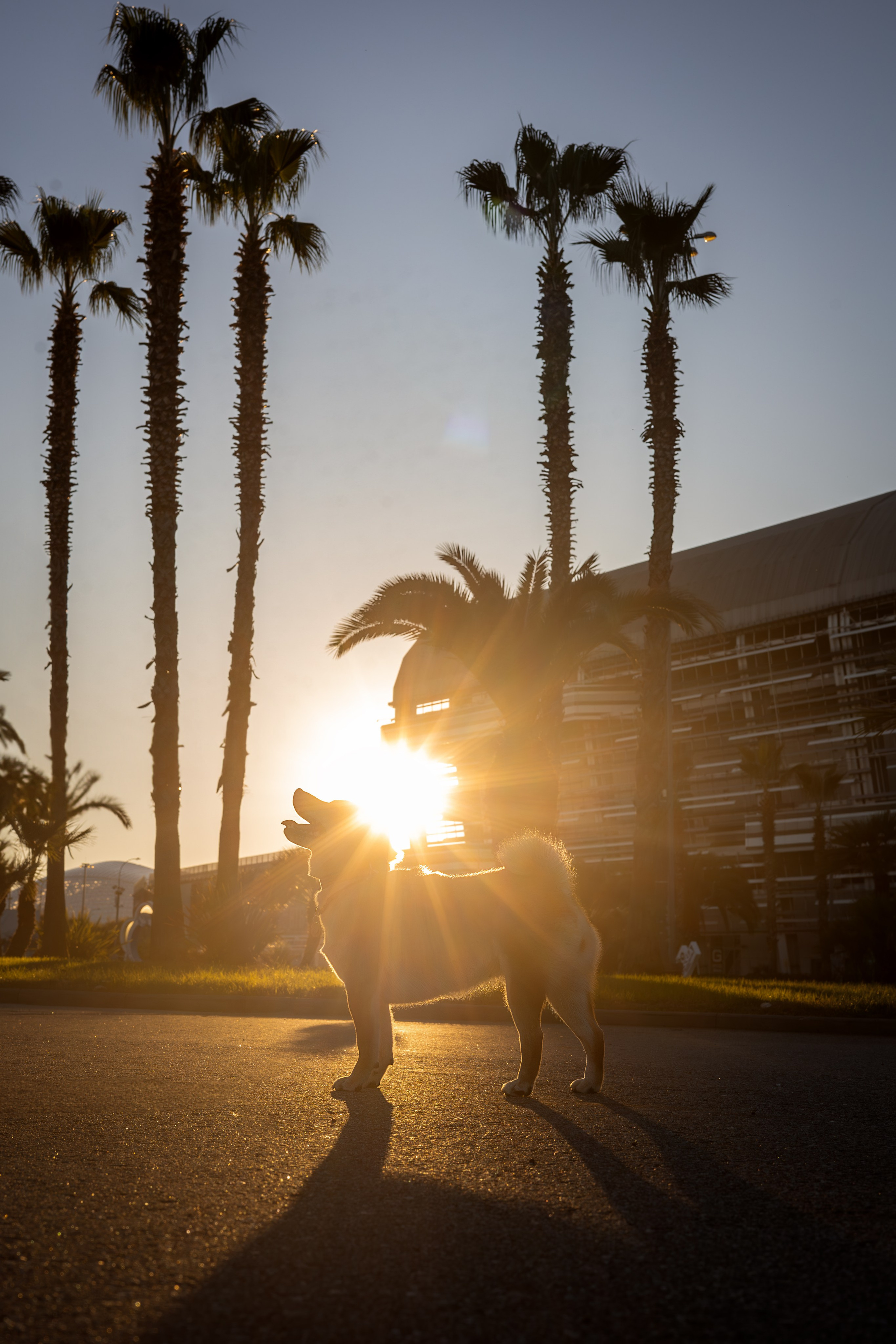 Иви, Сиба-Ину. Ирина Голомб|Фотограф-анималист в  Сочи и Калининграде