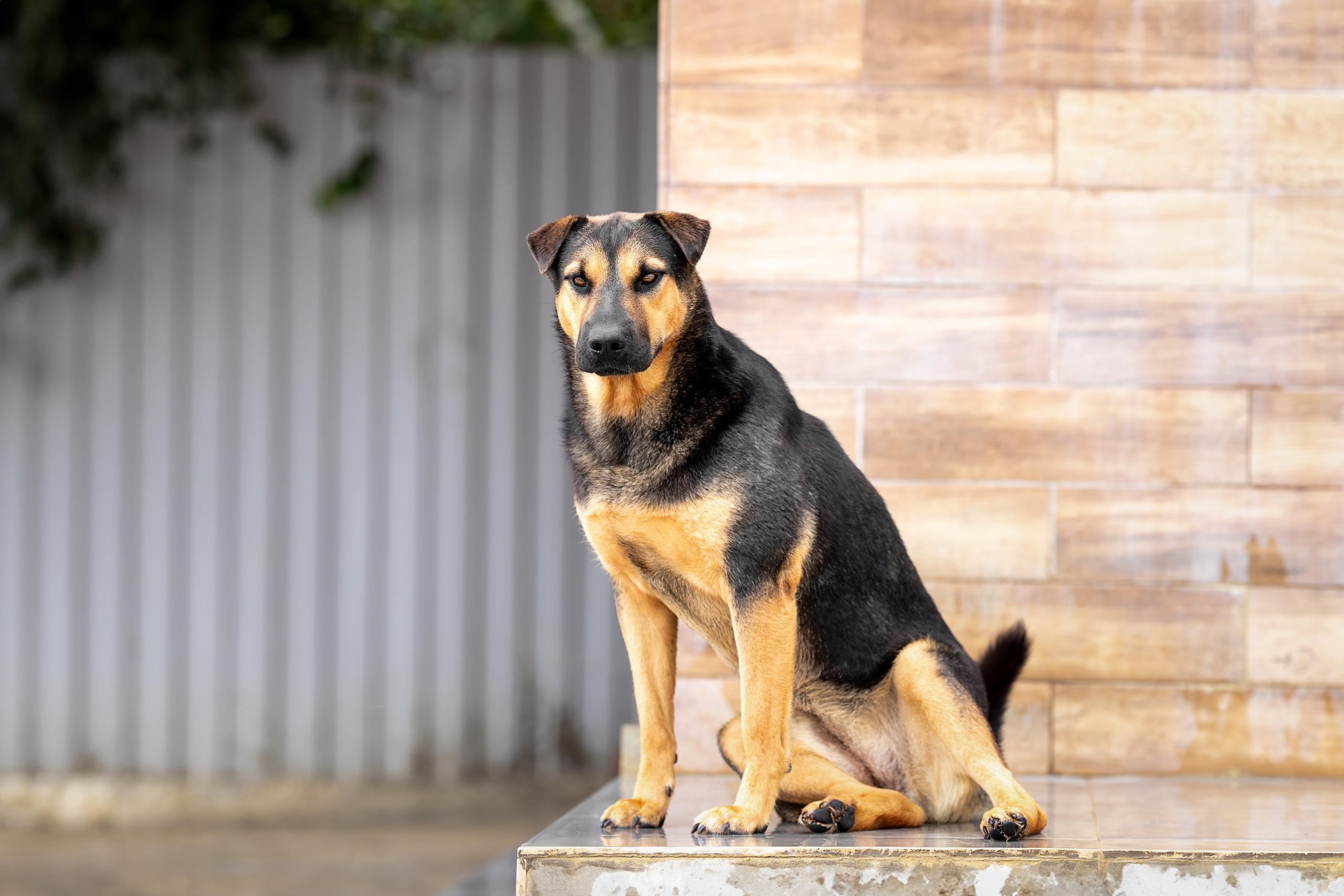 Мини-приют «Возрождение». Ирина Голомб|Фотограф-анималист в  Сочи и Калининграде
