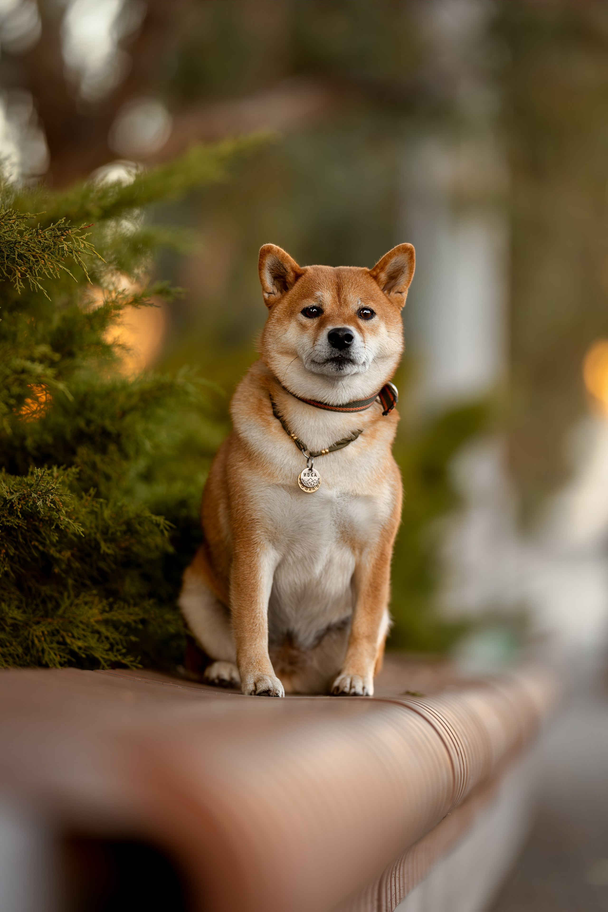Иви, Сиба-Ину. Ирина Голомб|Фотограф-анималист в  Сочи и Калининграде