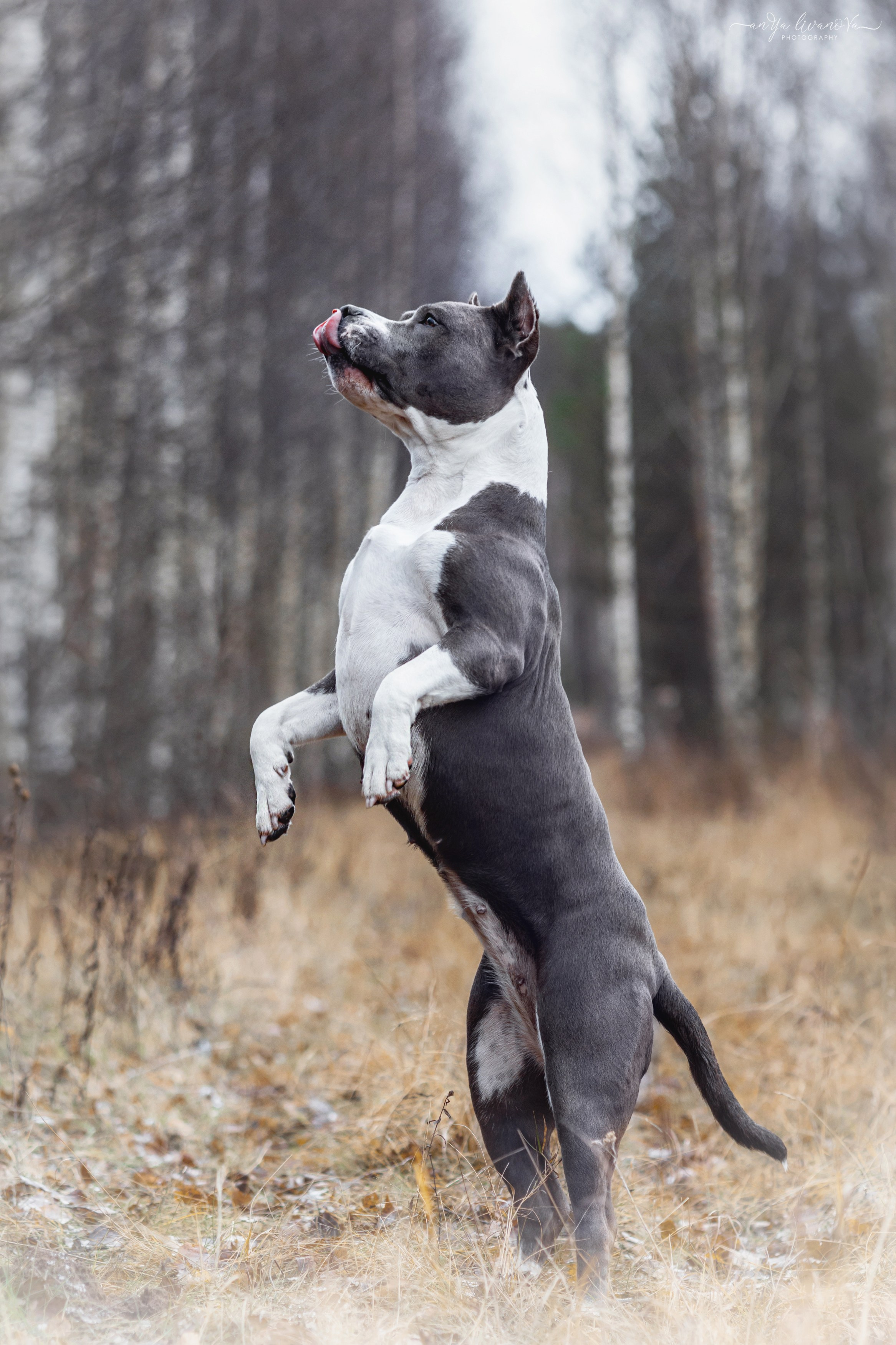 Деля. Фотограф анималист Аня Ливанова | Рыбинск