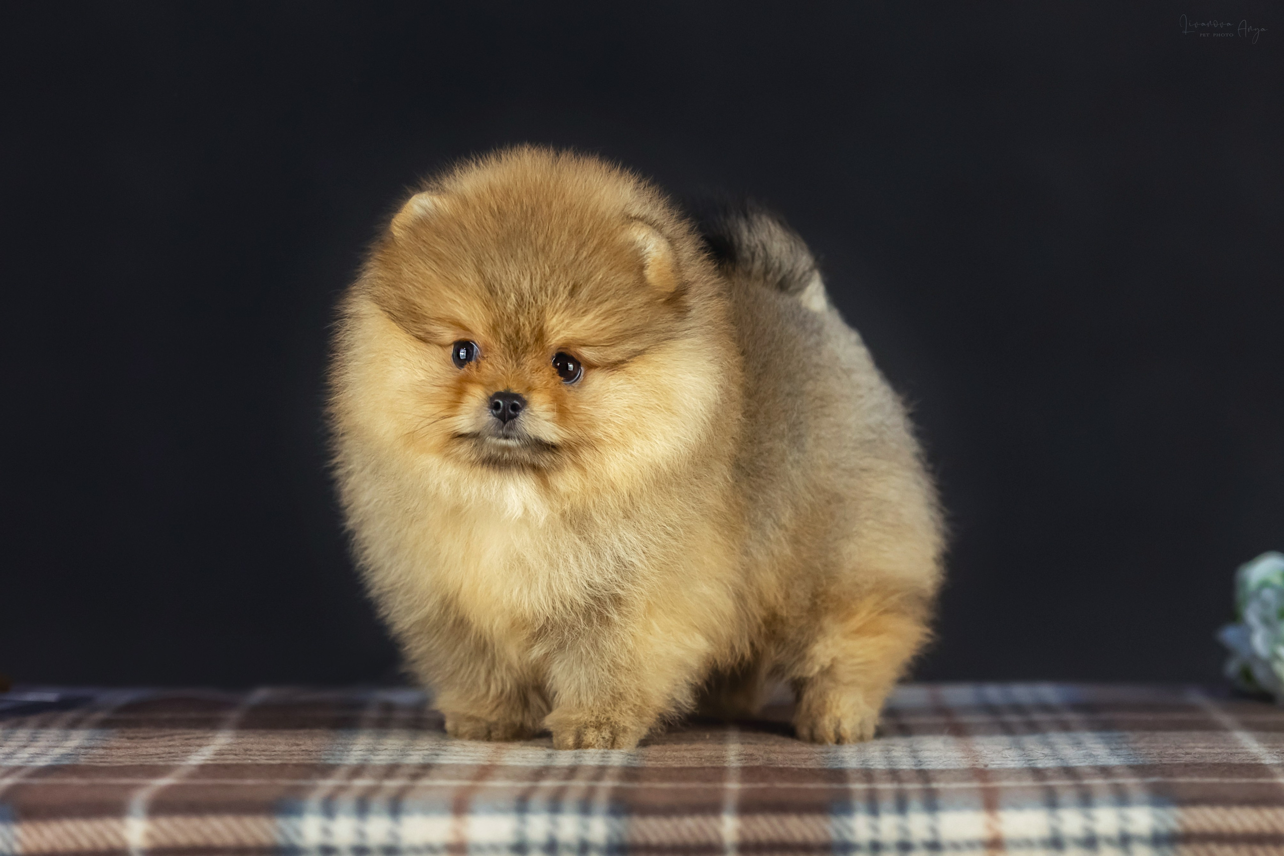 Шпикачки. Фотограф анималист Аня Ливанова | Рыбинск