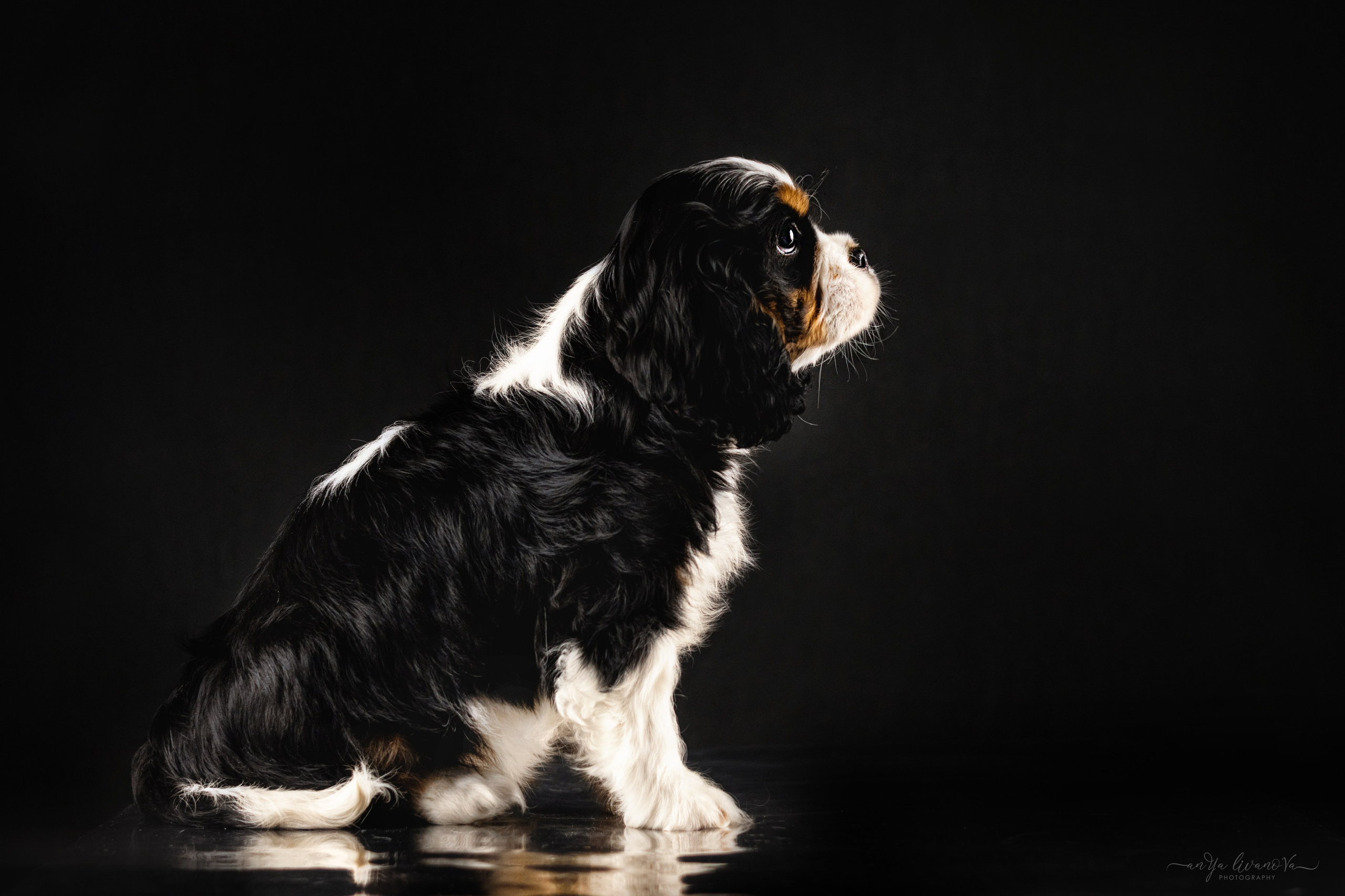 Кавалерчики. Фотограф анималист Аня Ливанова | Рыбинск