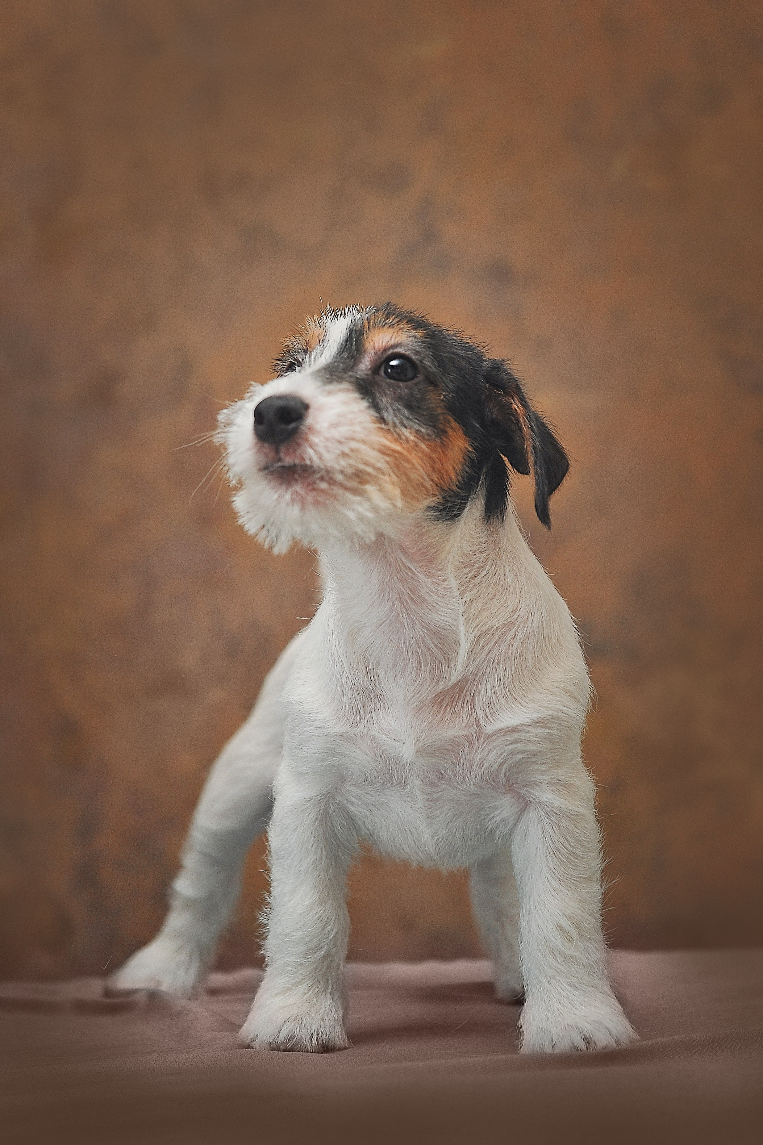 Фотосессия животных в Ижевских, фотограф животных. Детский, семейный фотограф в Ижевске и Москве Аксинья Лысенкова ADEN