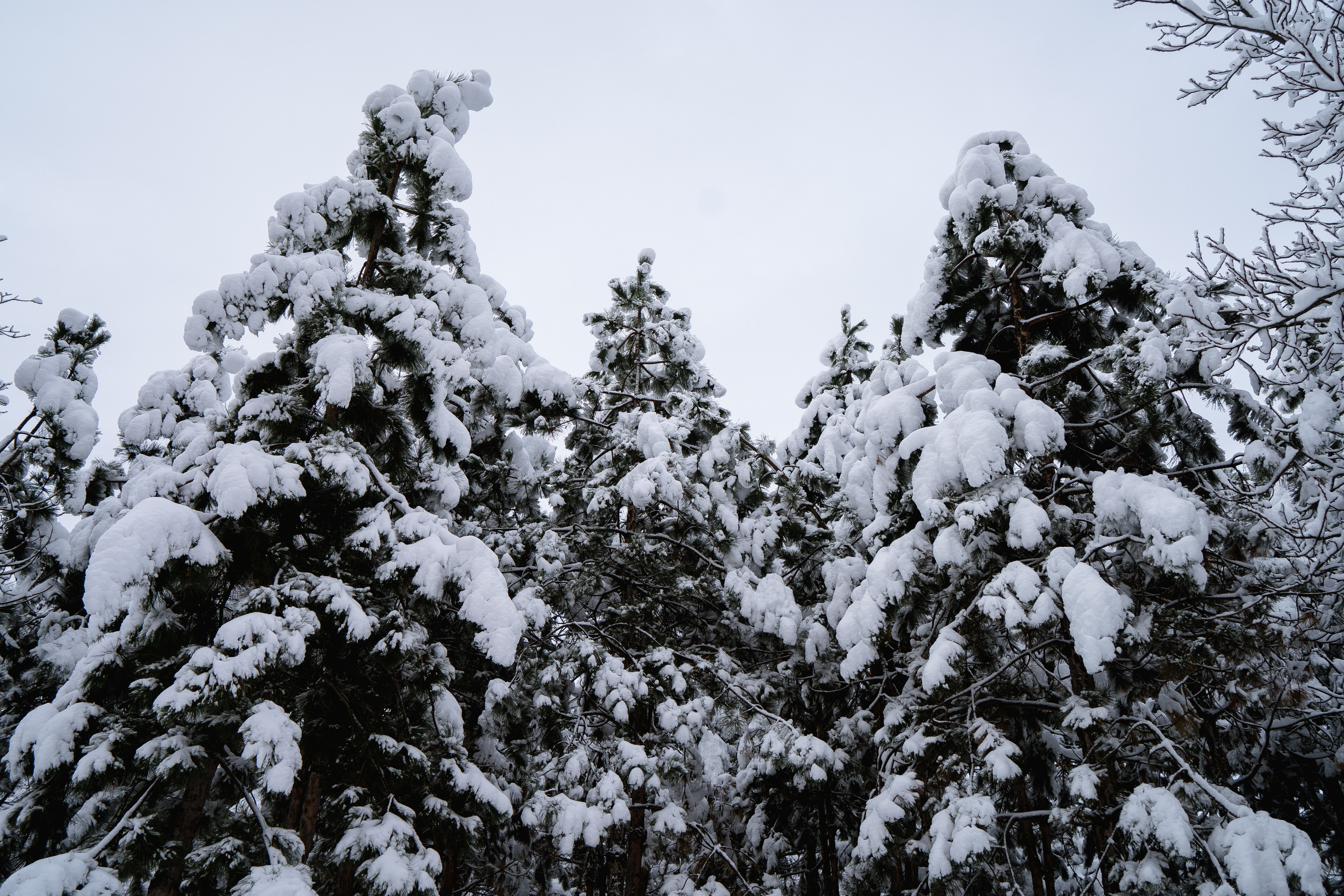 Зима 2024. Свадебный и семейный фотограф/видеограф в Краснодаре Наталья Осинская