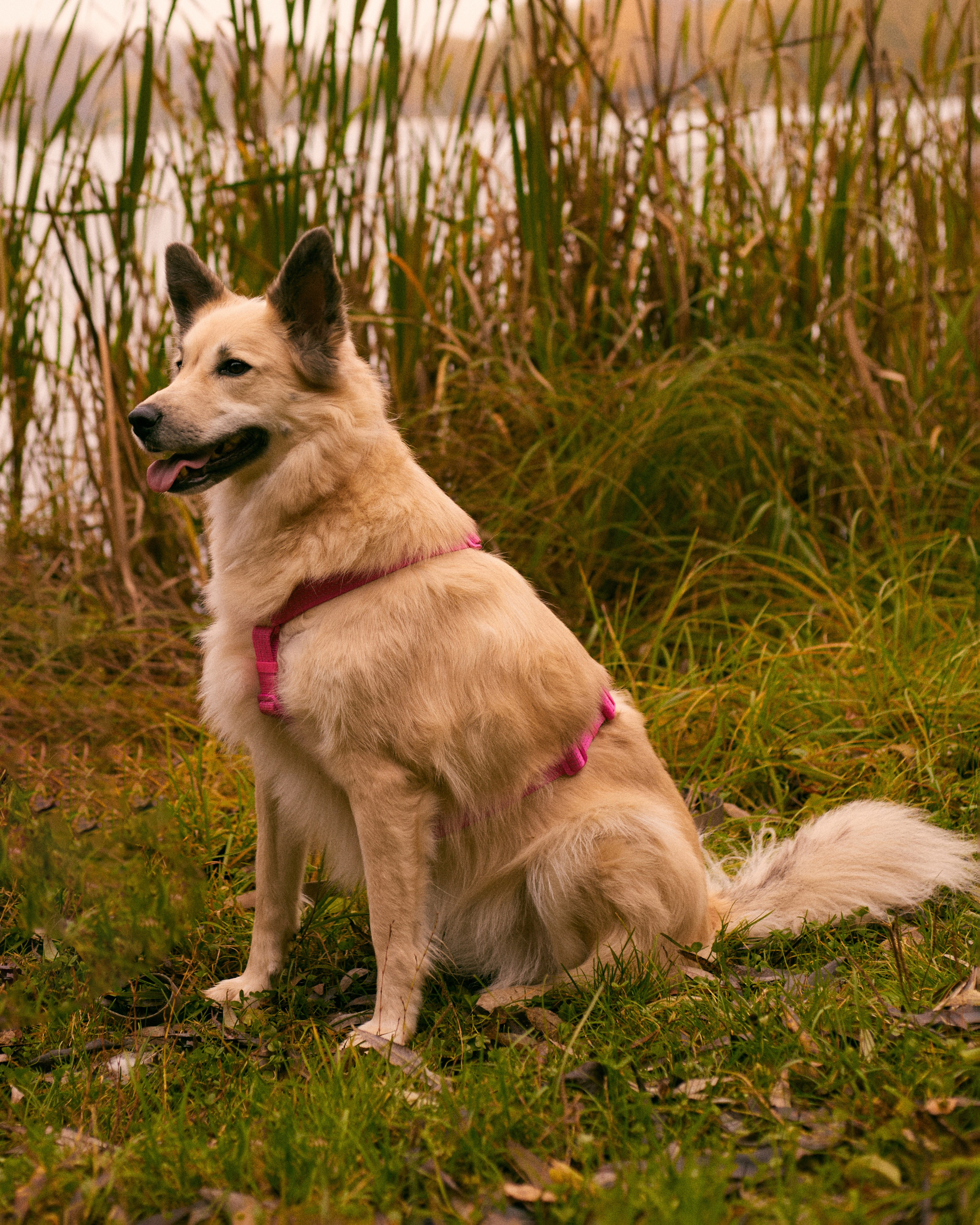 С животными. Главная