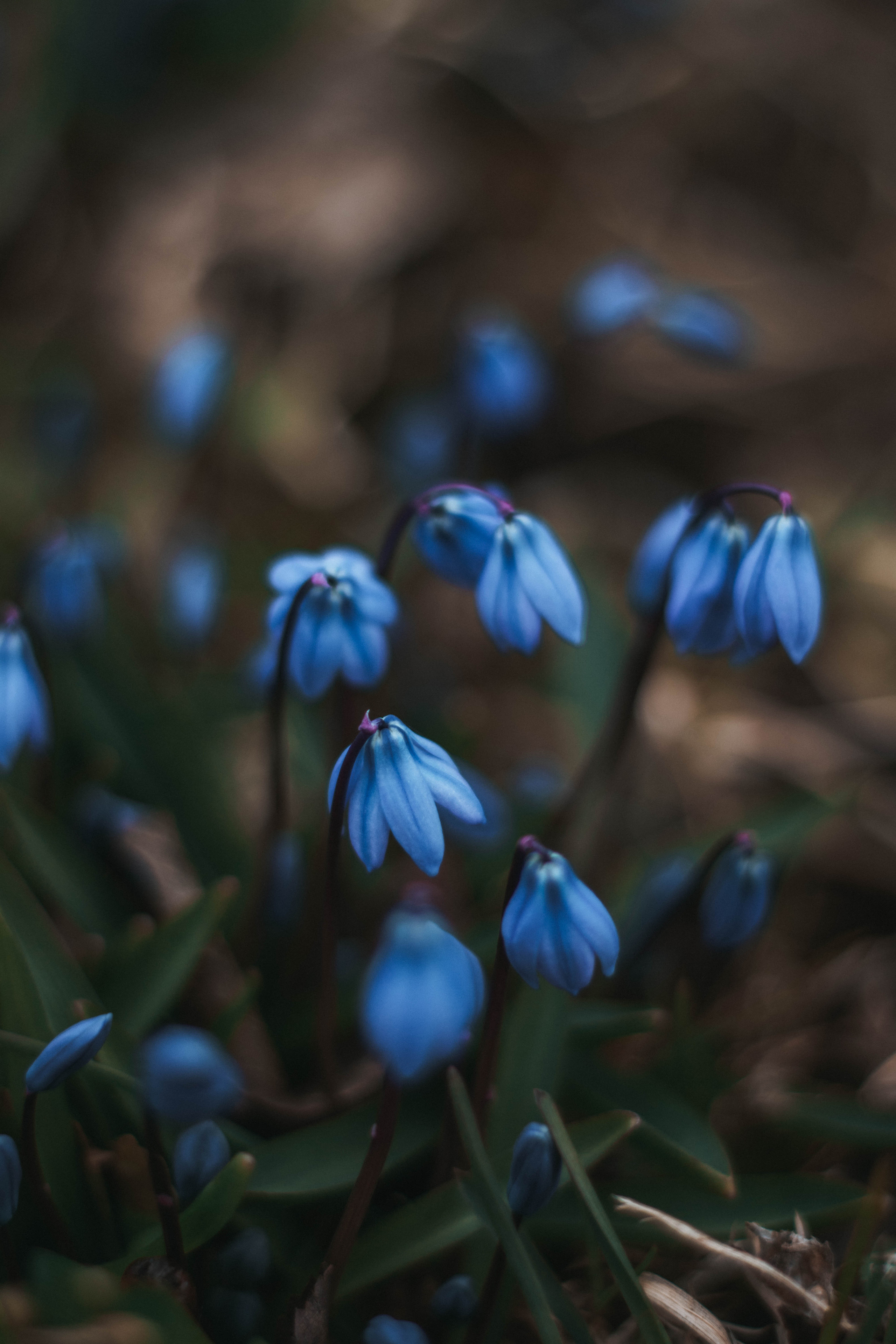 Природа. Руслана Селиванова семейный, портретный фотограф в Петрозаводске