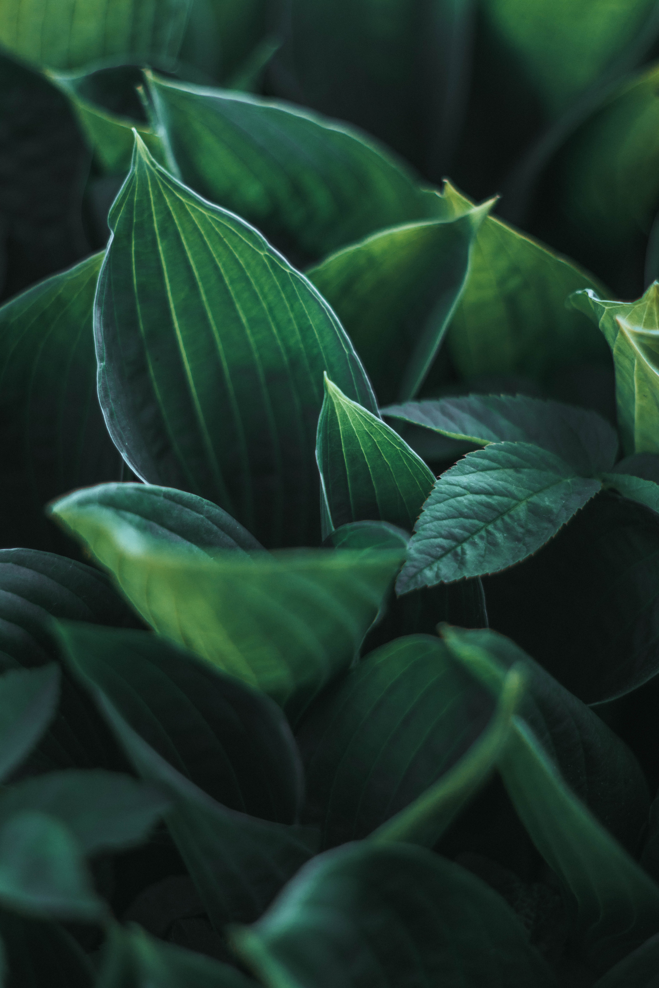 Природа. Руслана Селиванова семейный, портретный фотограф в Петрозаводске