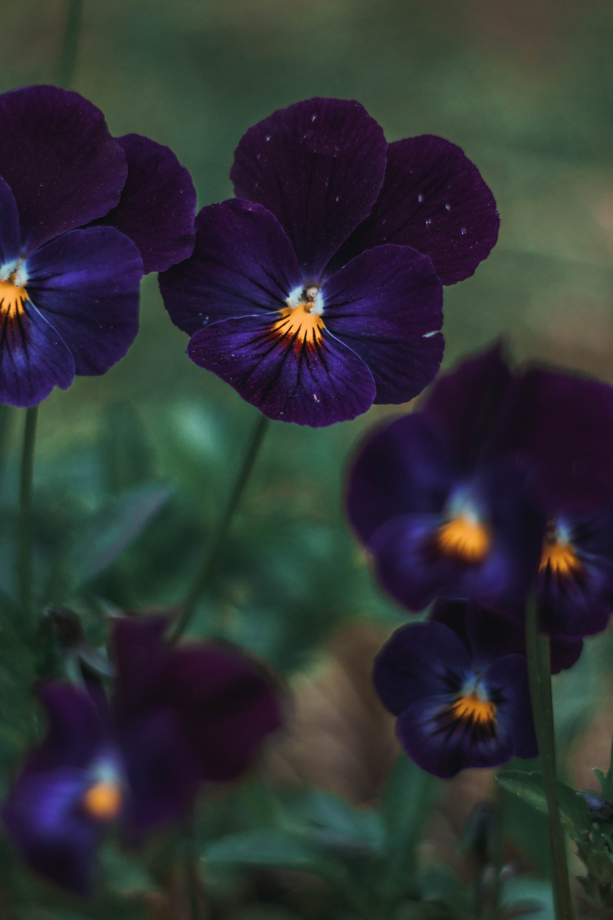 Природа. Руслана Селиванова семейный, портретный фотограф в Петрозаводске