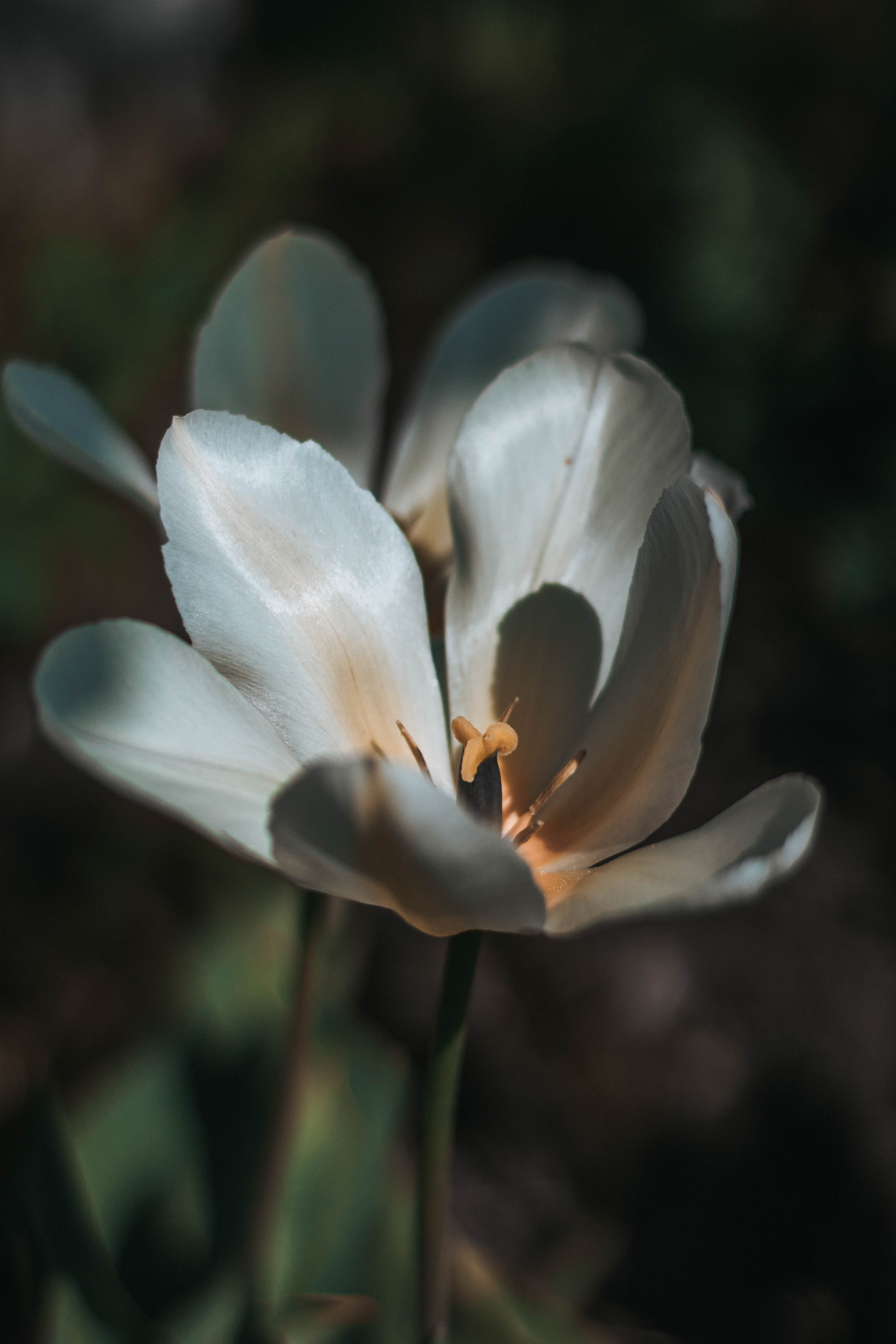 Природа. Руслана Селиванова семейный, портретный фотограф в Петрозаводске