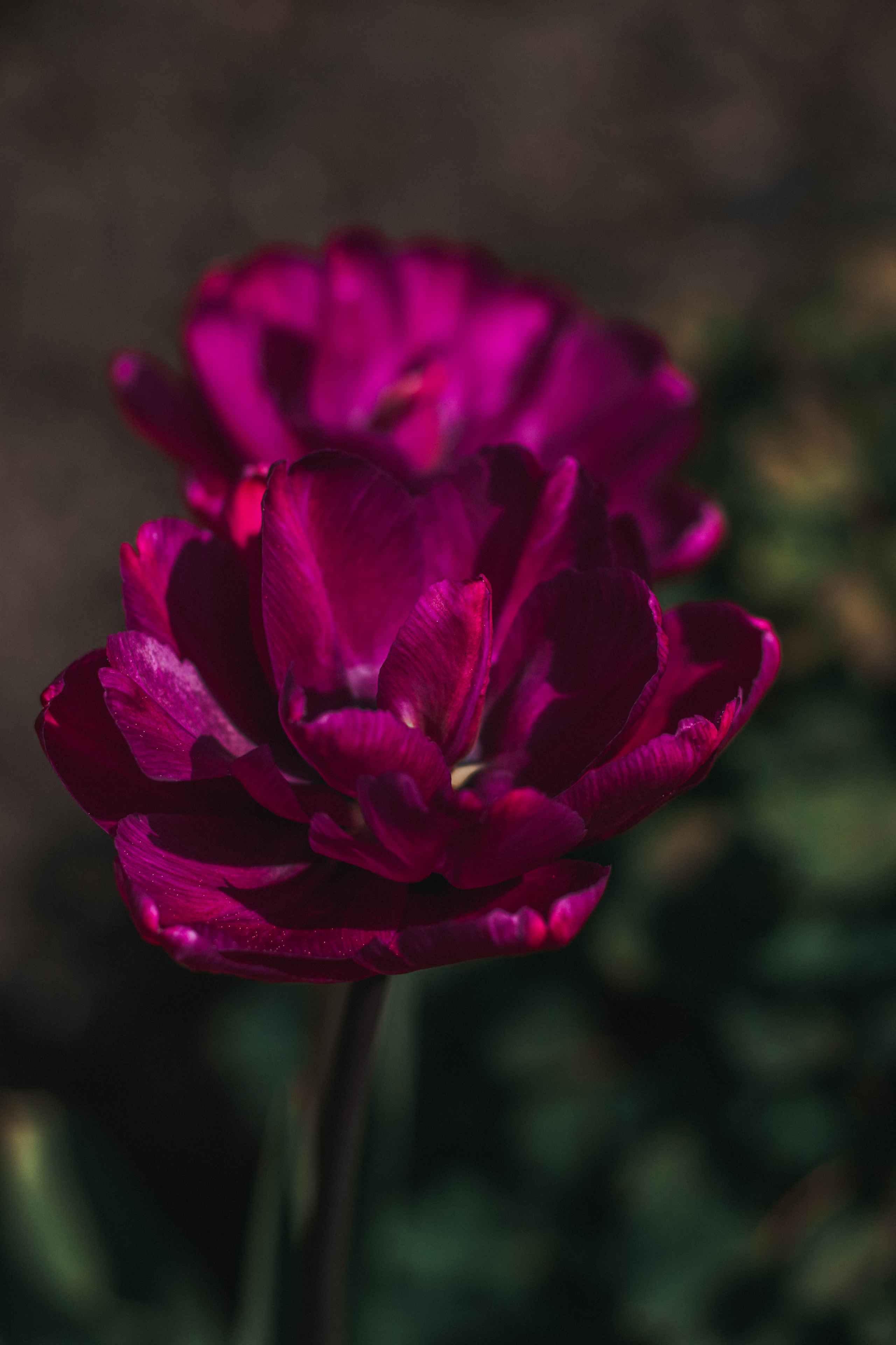 Природа. Руслана Селиванова семейный, портретный фотограф в Петрозаводске