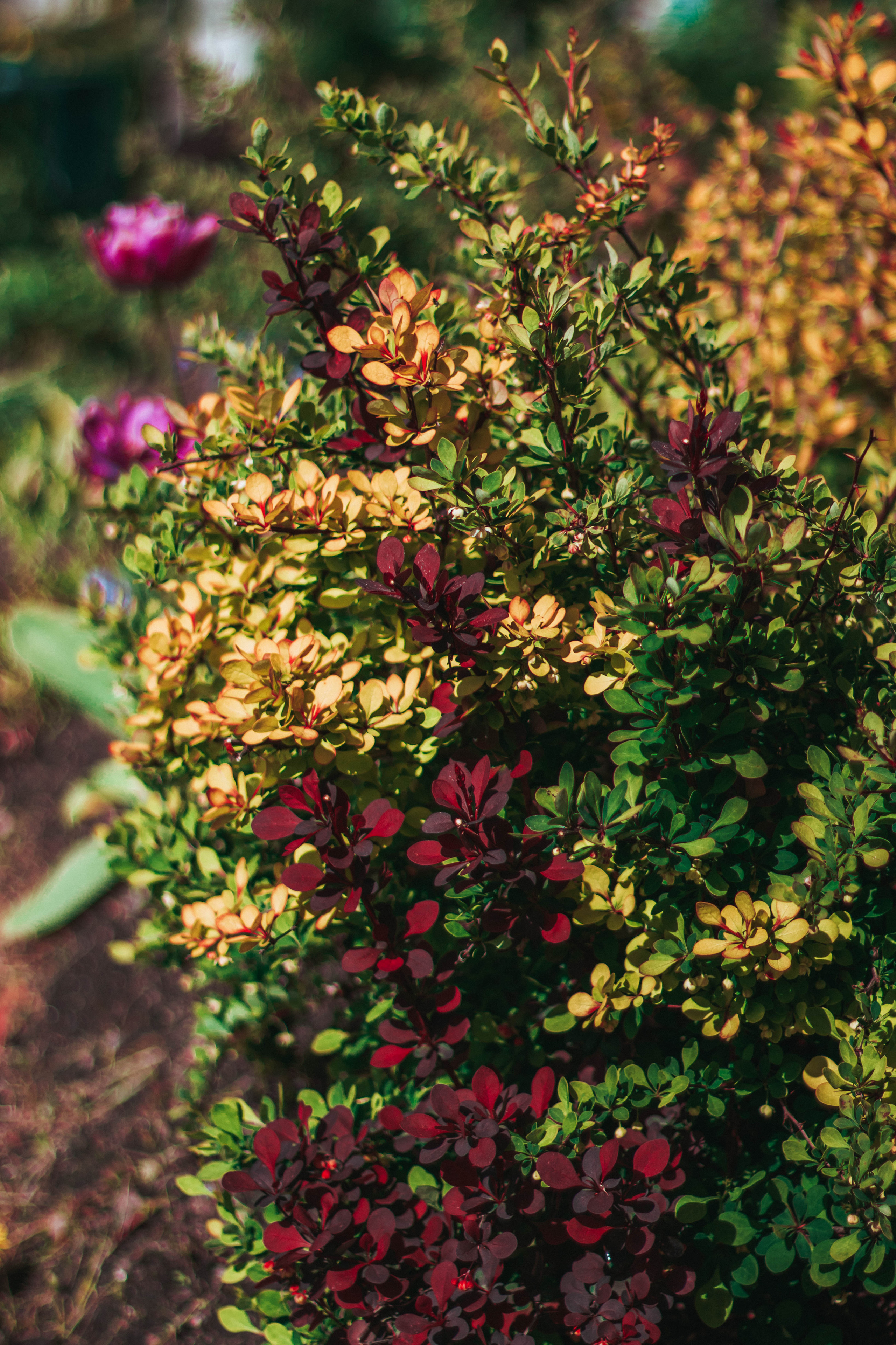 Природа. Руслана Селиванова семейный, портретный фотограф в Петрозаводске