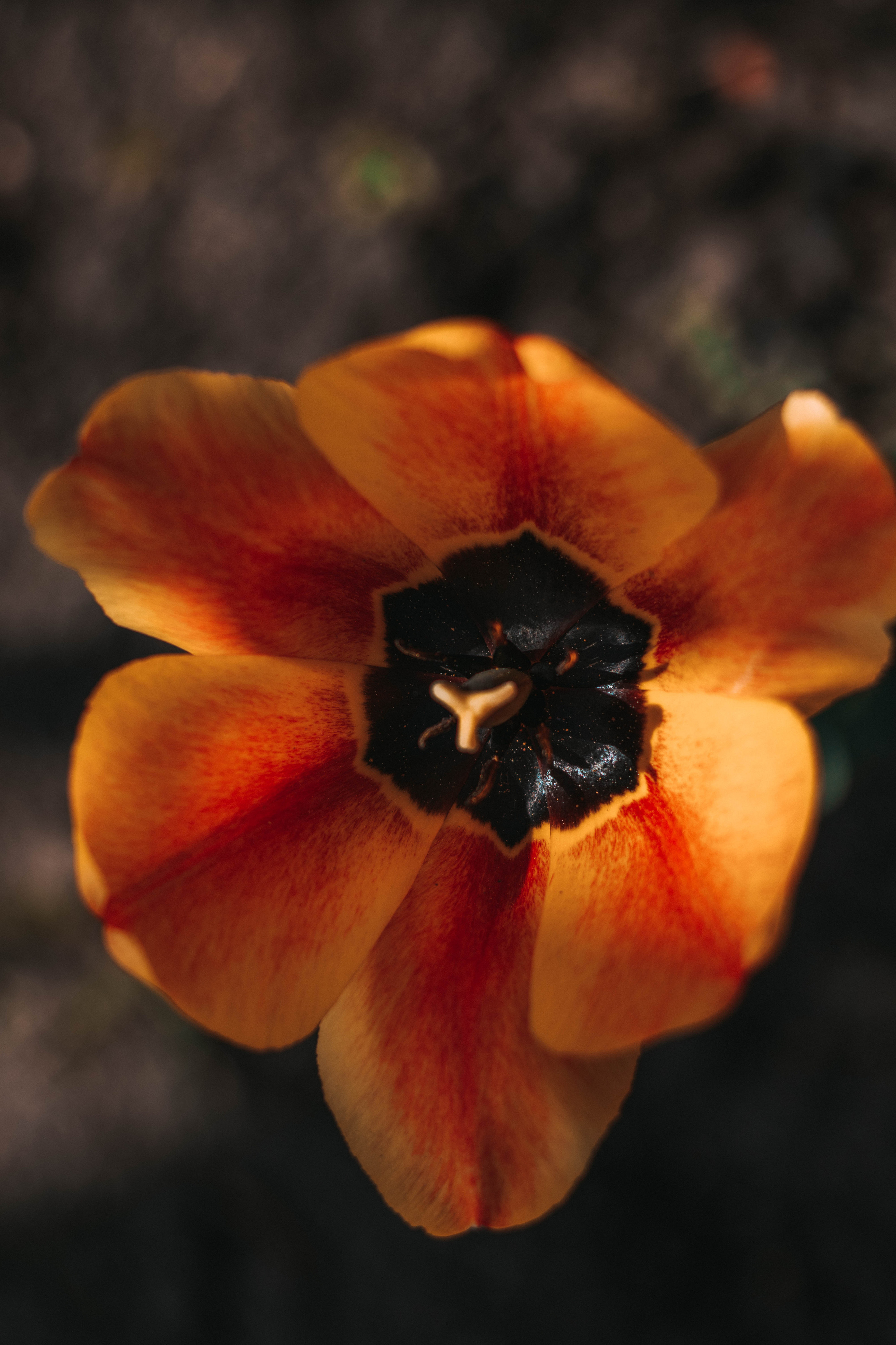 Природа. Руслана Селиванова семейный, портретный фотограф в Петрозаводске