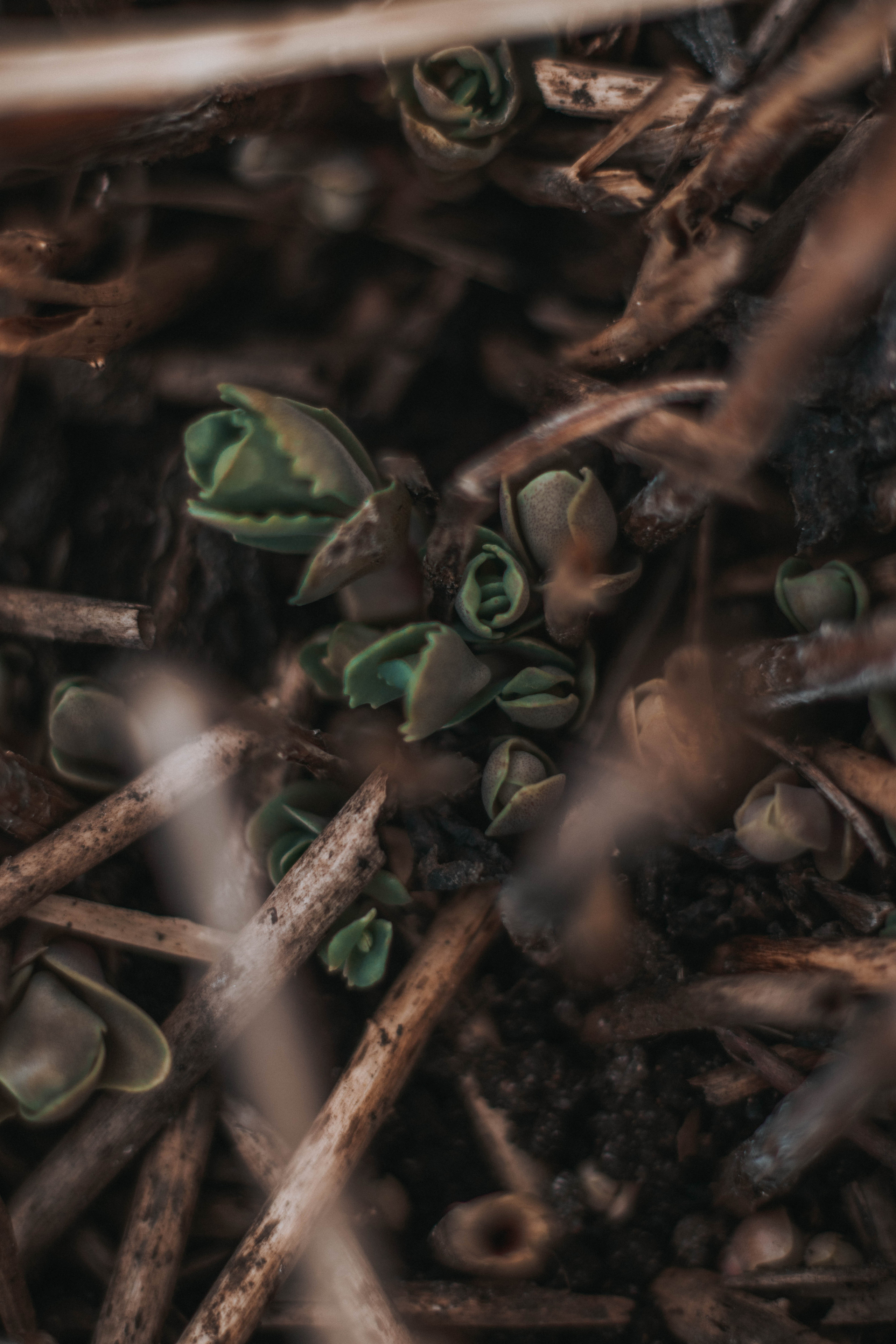 Природа. Руслана Селиванова семейный, портретный фотограф в Петрозаводске