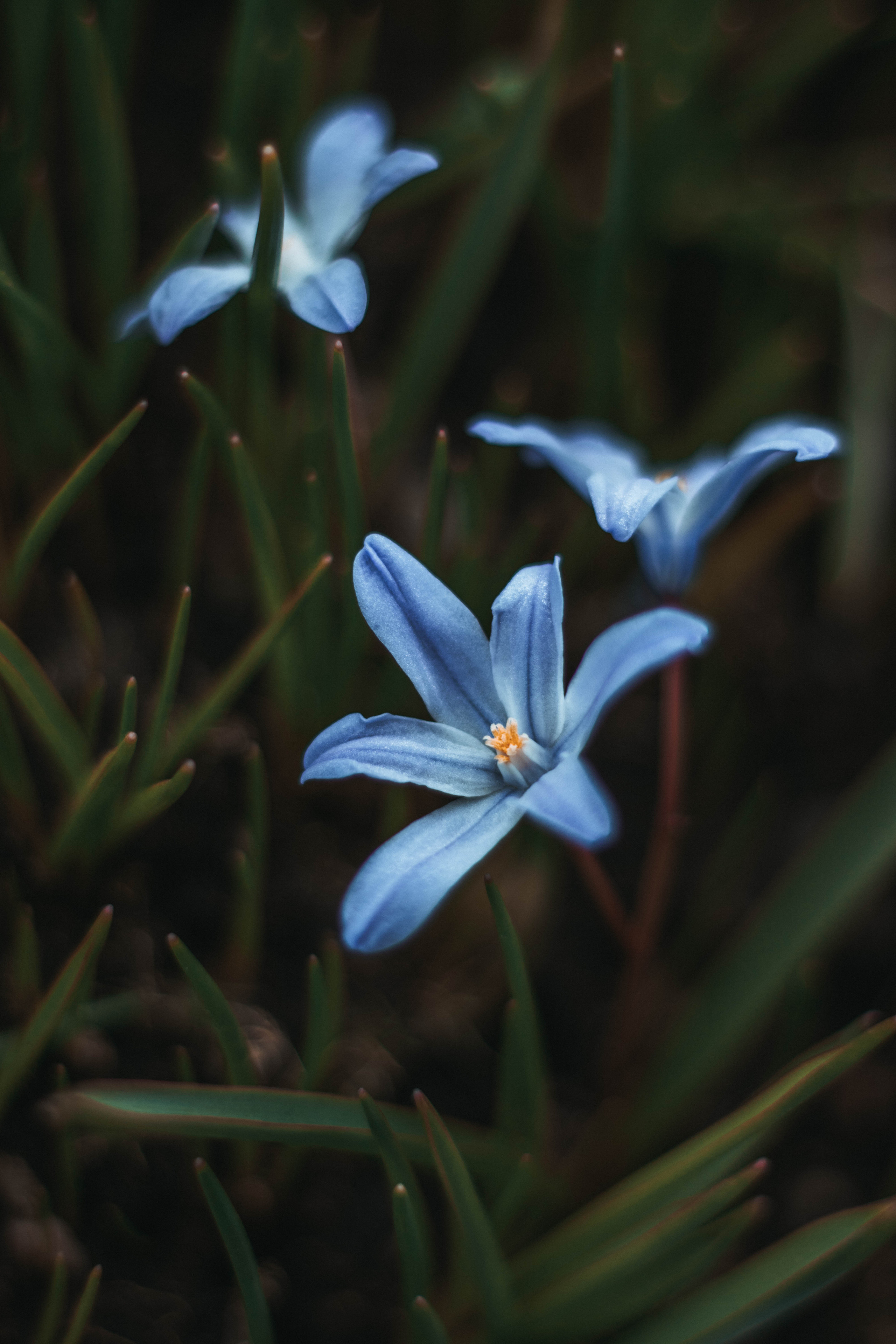 Природа. Руслана Селиванова семейный, портретный фотограф в Петрозаводске