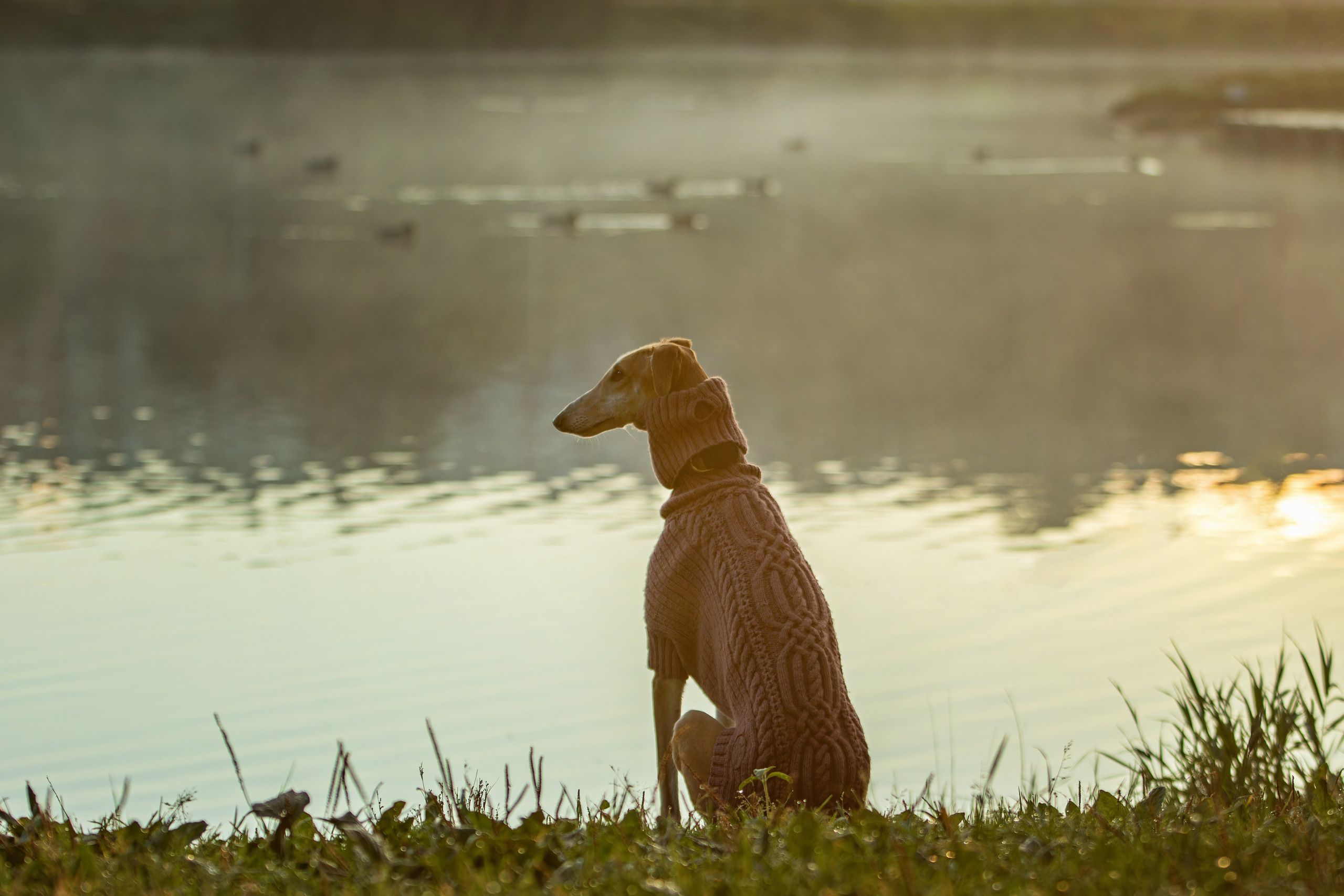 Осеннее утро с Мухой. Фотограф-анималист Юлия Зубкова