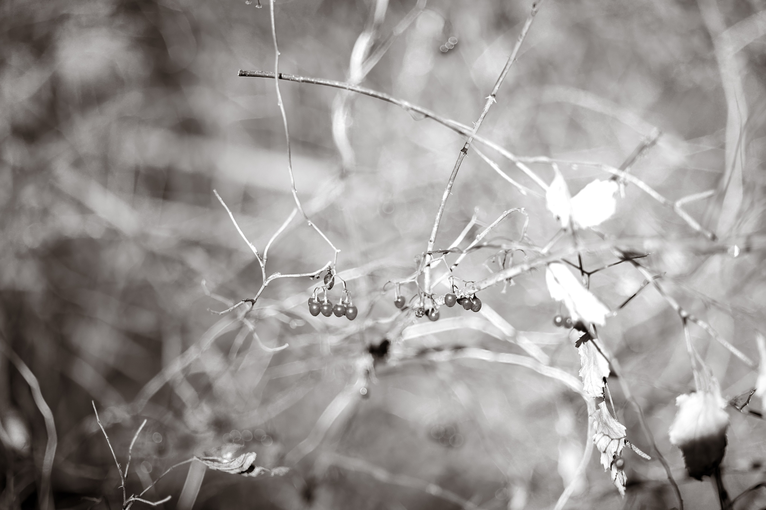 В ожидании Halloween. Art my Pho