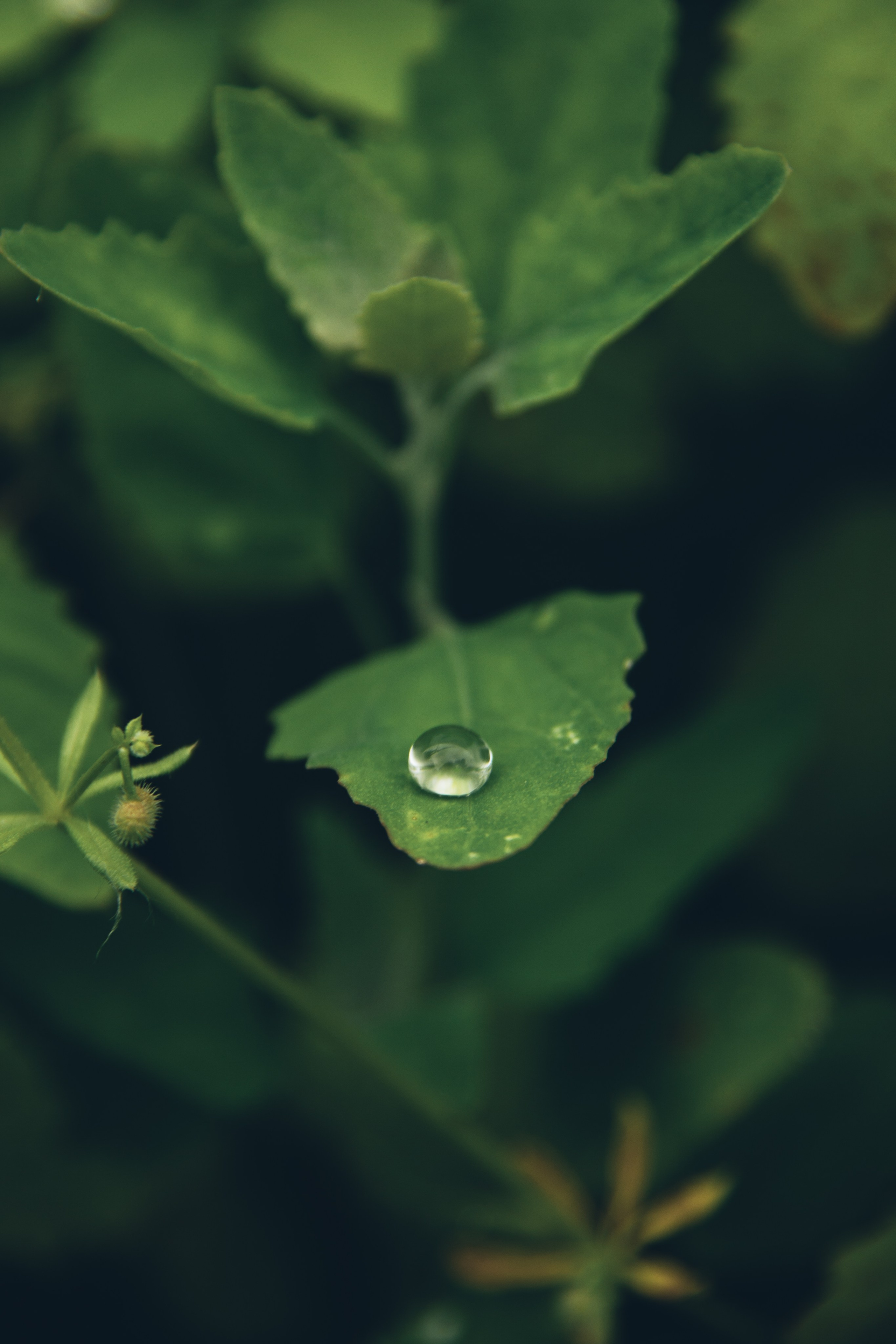 Природа. Darinishna Фэнтези-фотограф Хабаровск