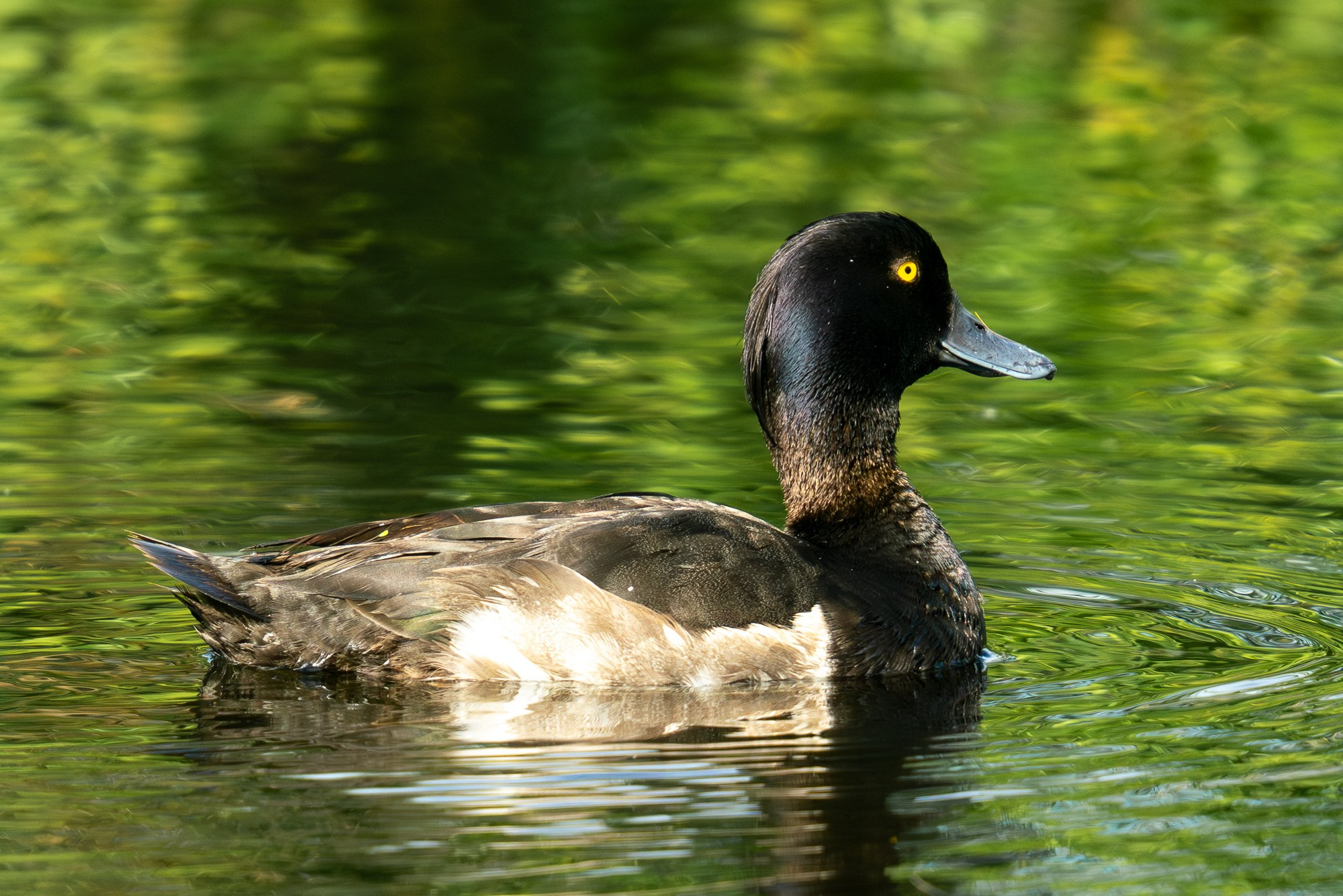 Удивительные мир птиц. Вокруг нас столько прекрасного — присмотритесь!. Ваш личный фотограф Марина Волкова