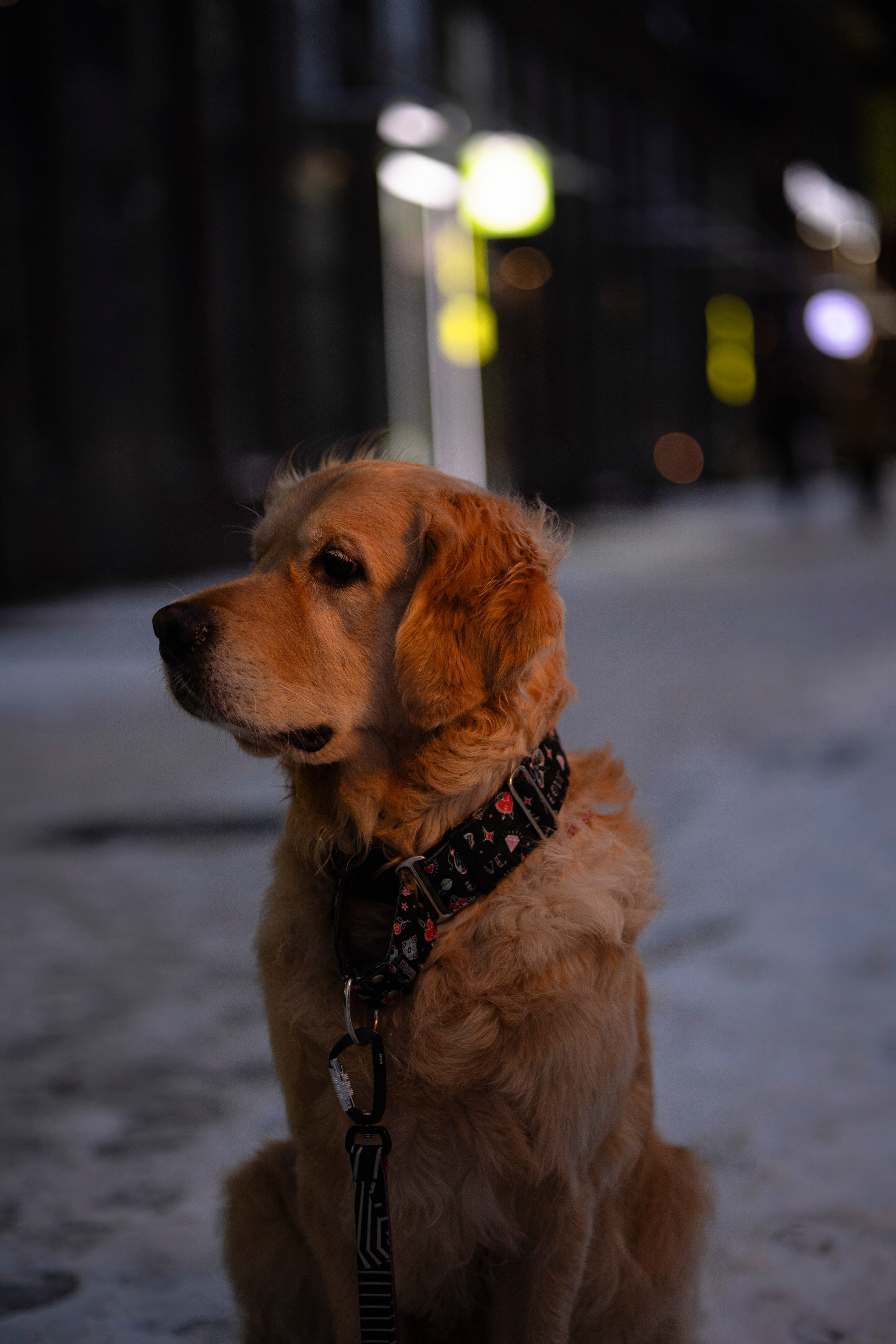 Съемка с собакой. Анастасия Белаш