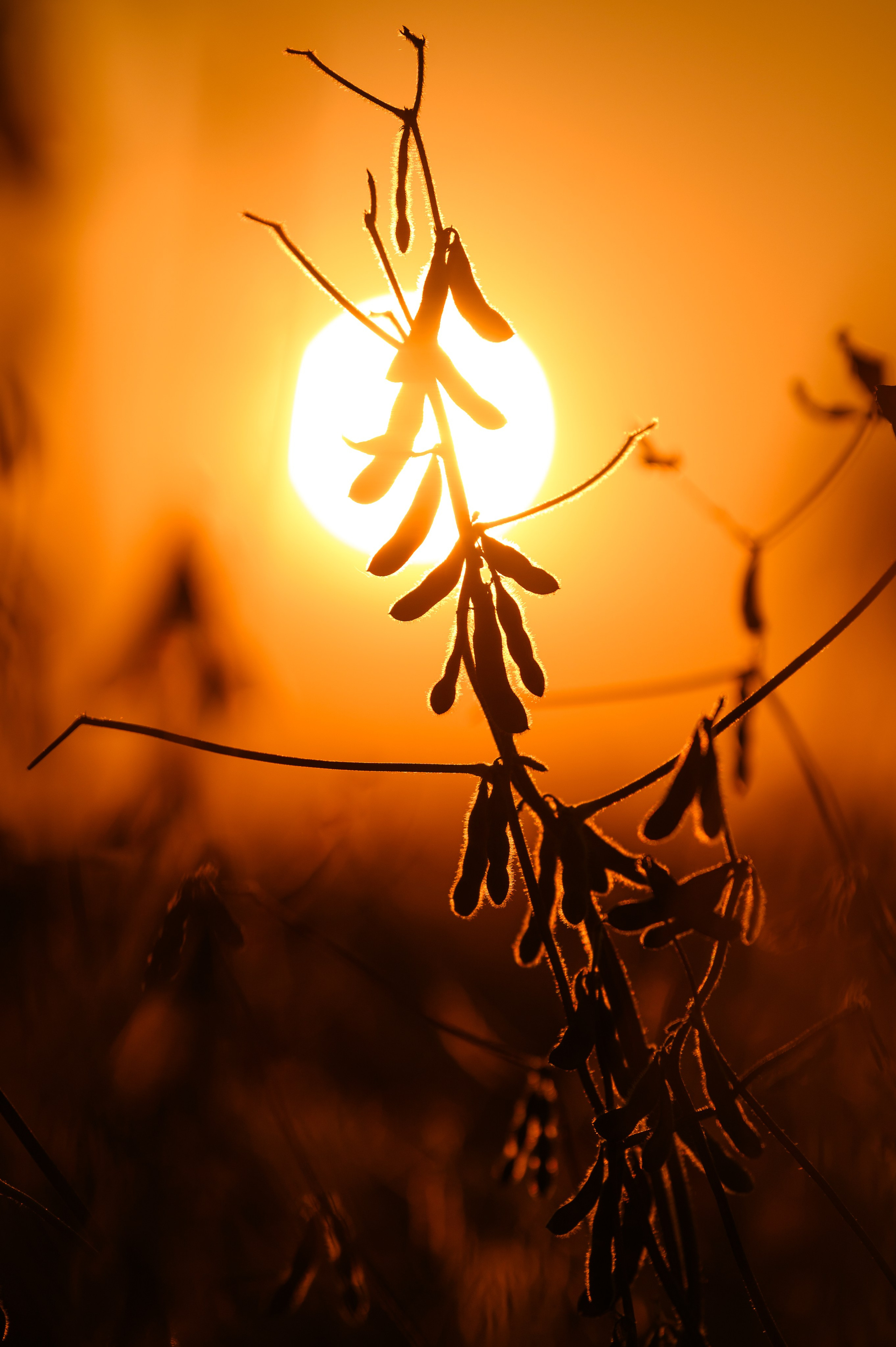 фотосъемка для агропредприятий, фотосъемка сельхозпродукции, фотосъемка для агробизнеса, фотосъемка для сельхозпроизводителей, агрофото, фотосъемка для сельхозкомпаний, фотосъемка сельхозтехники, фотосъемка урожая, агрофотосъемка