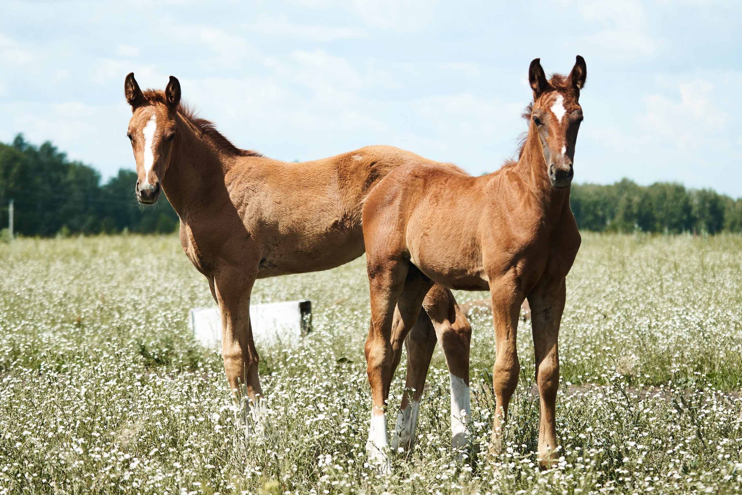 Жеребята КСОЦ «Свобода». Фотосессии с лошадьми в Москве, Новосибирске
