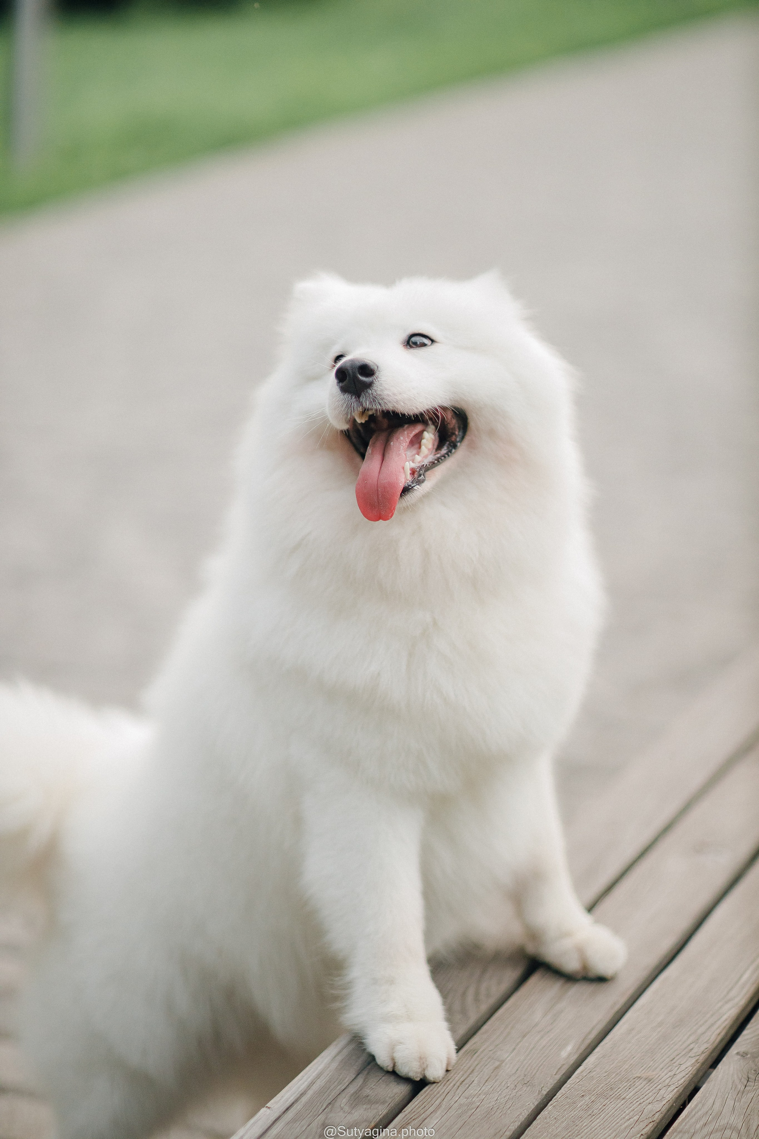 Самоед Рея. Свадебный и женский фотограф