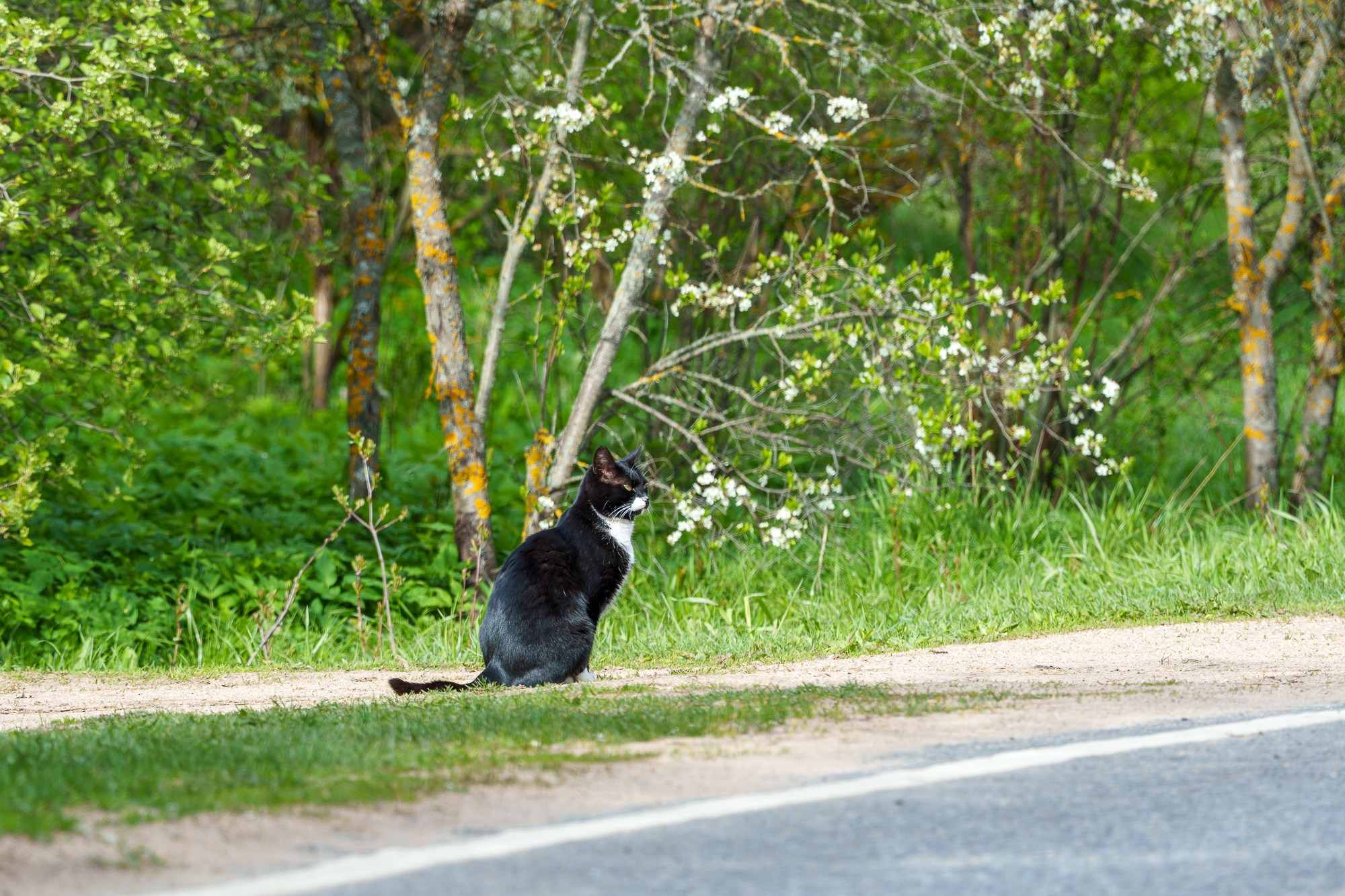 Животные. Ваш личный фотограф Марина Волкова