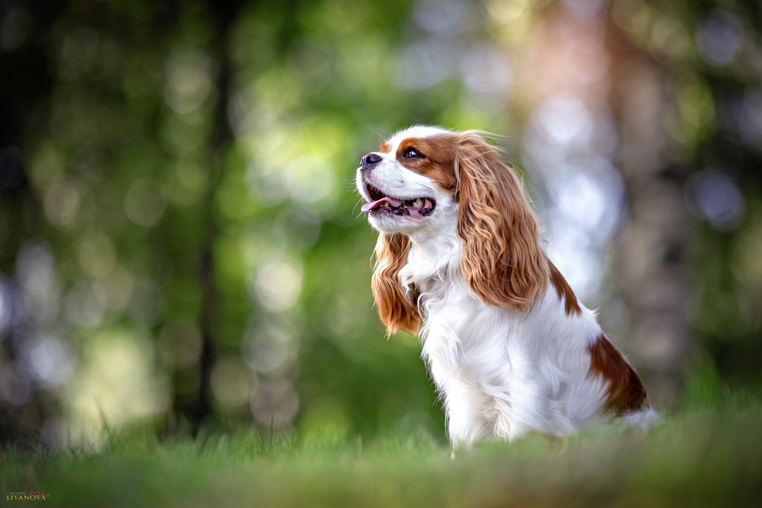 Аня и Миля. Фотограф анималист Аня Ливанова | Рыбинск