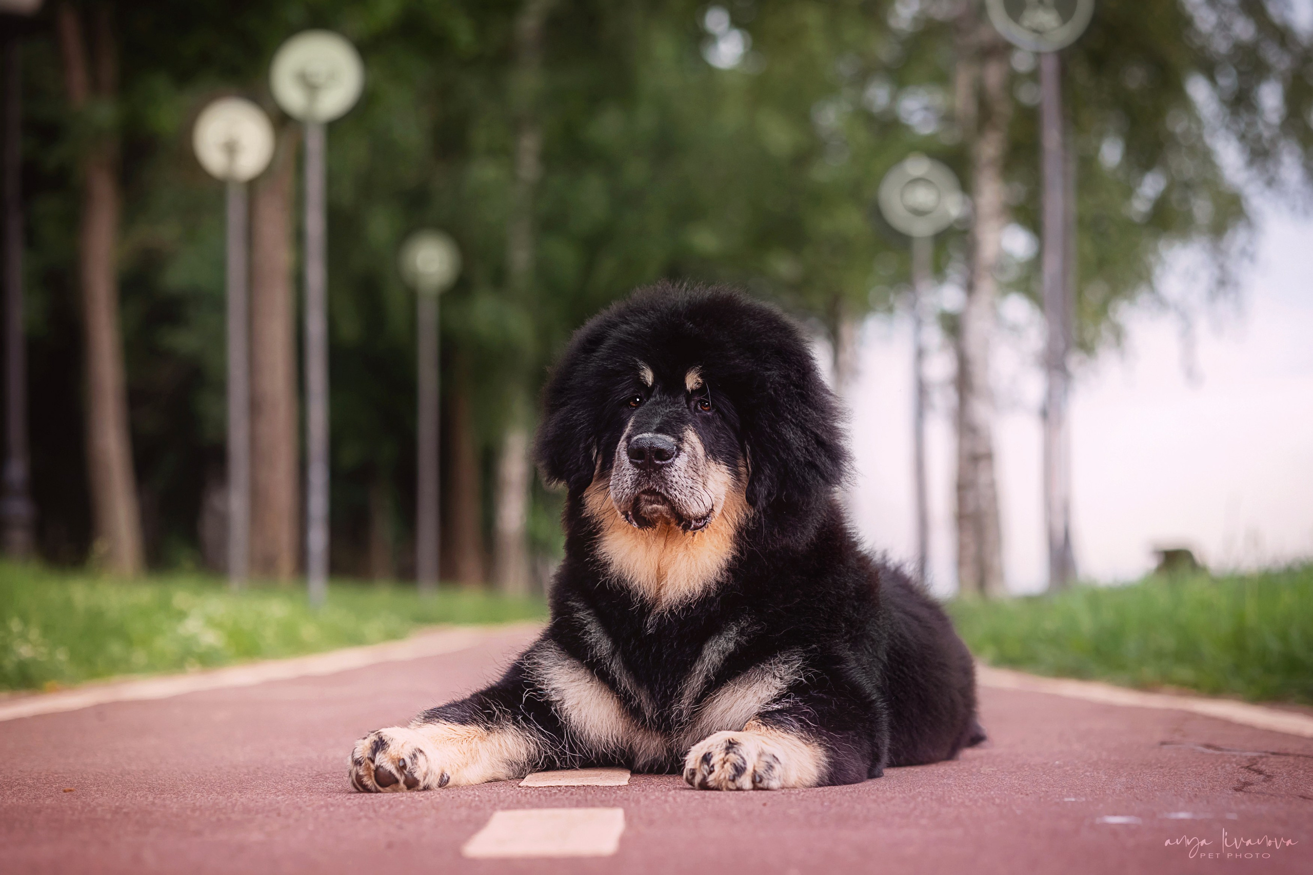 Лео. Фотограф анималист Аня Ливанова | Рыбинск