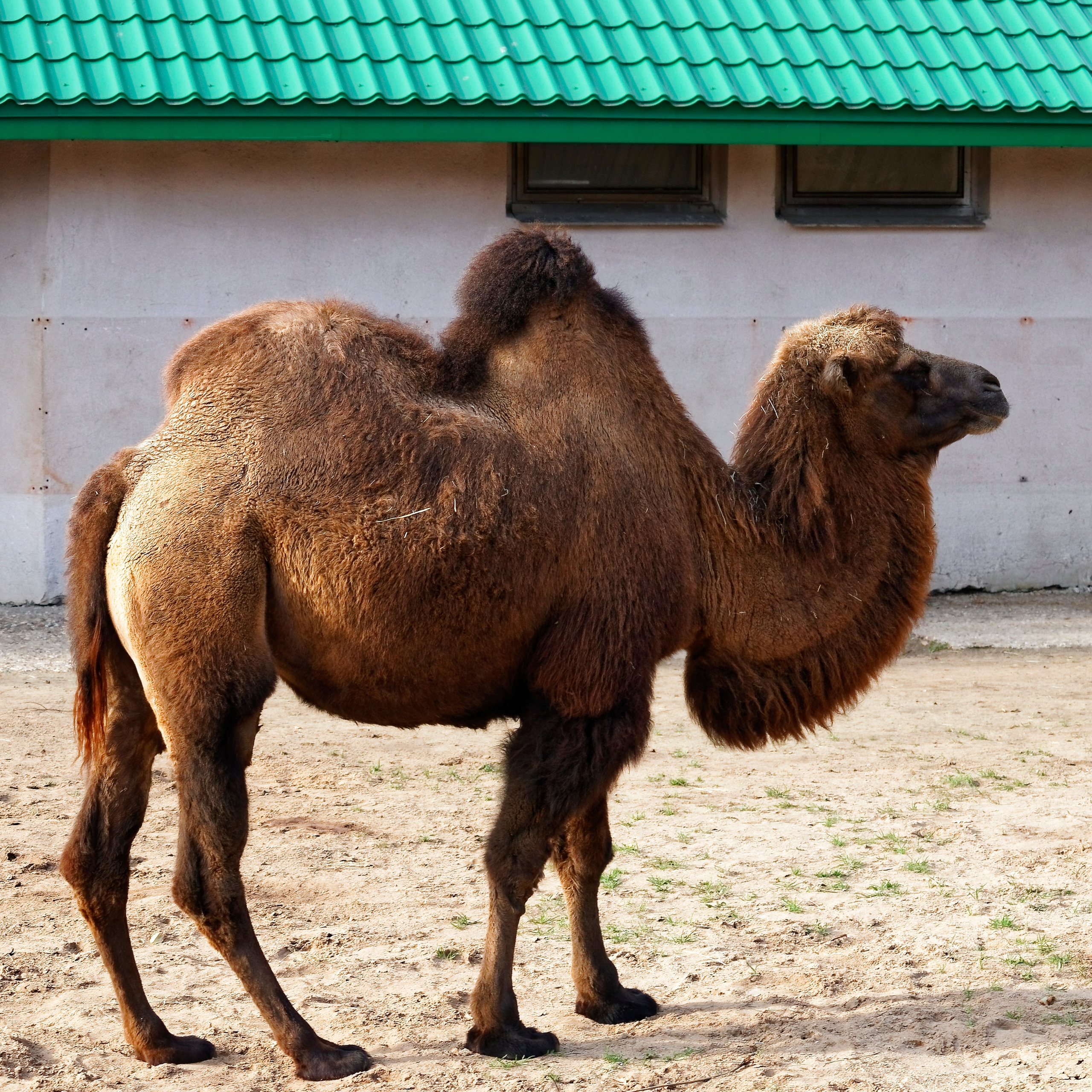 МОСКОВСКИЙ ЗООПАРК. Фотограф Владимир Роля