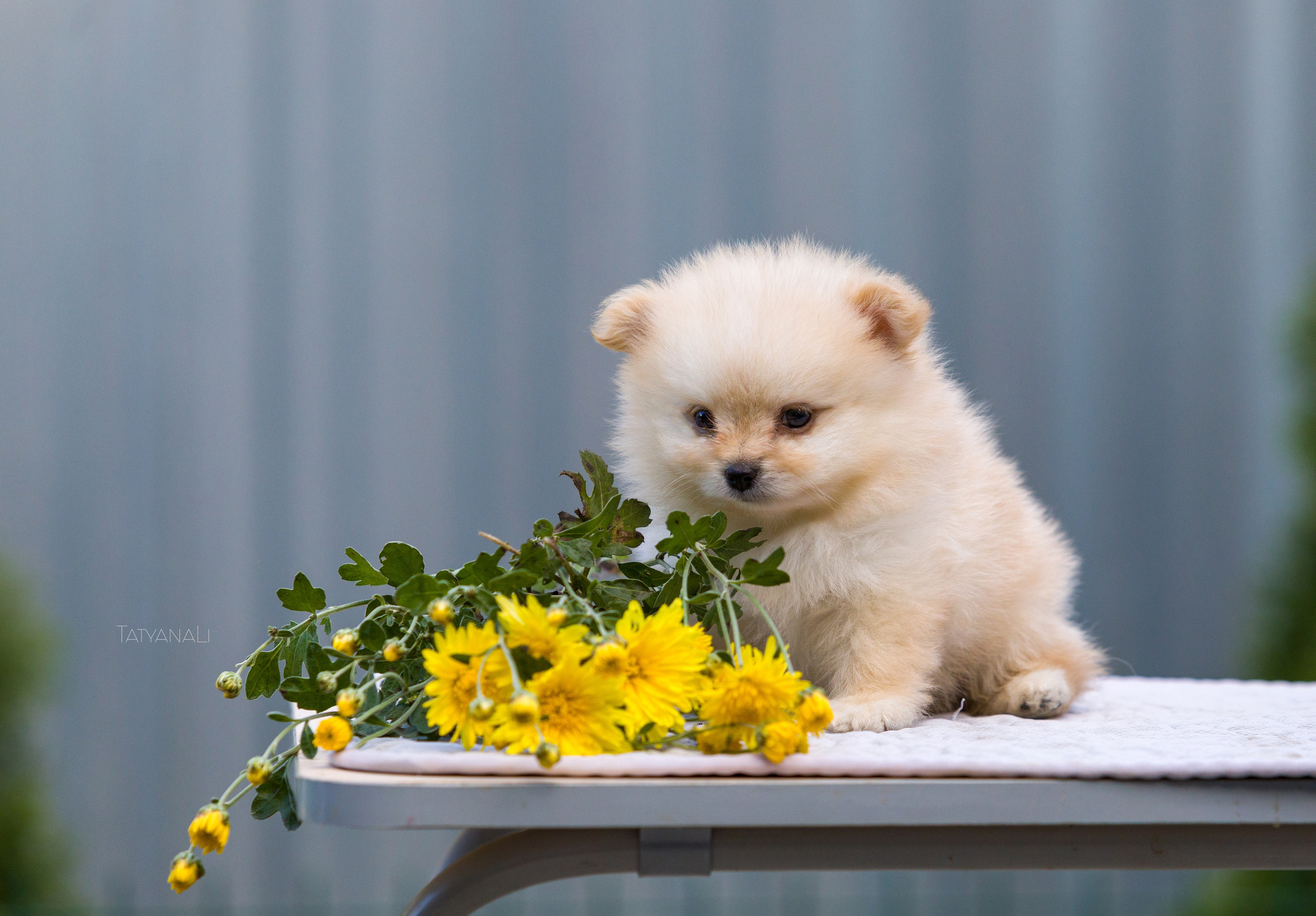 Немецкий шпиц миниатюрный. Фотограф — анималист Татьяна Ли