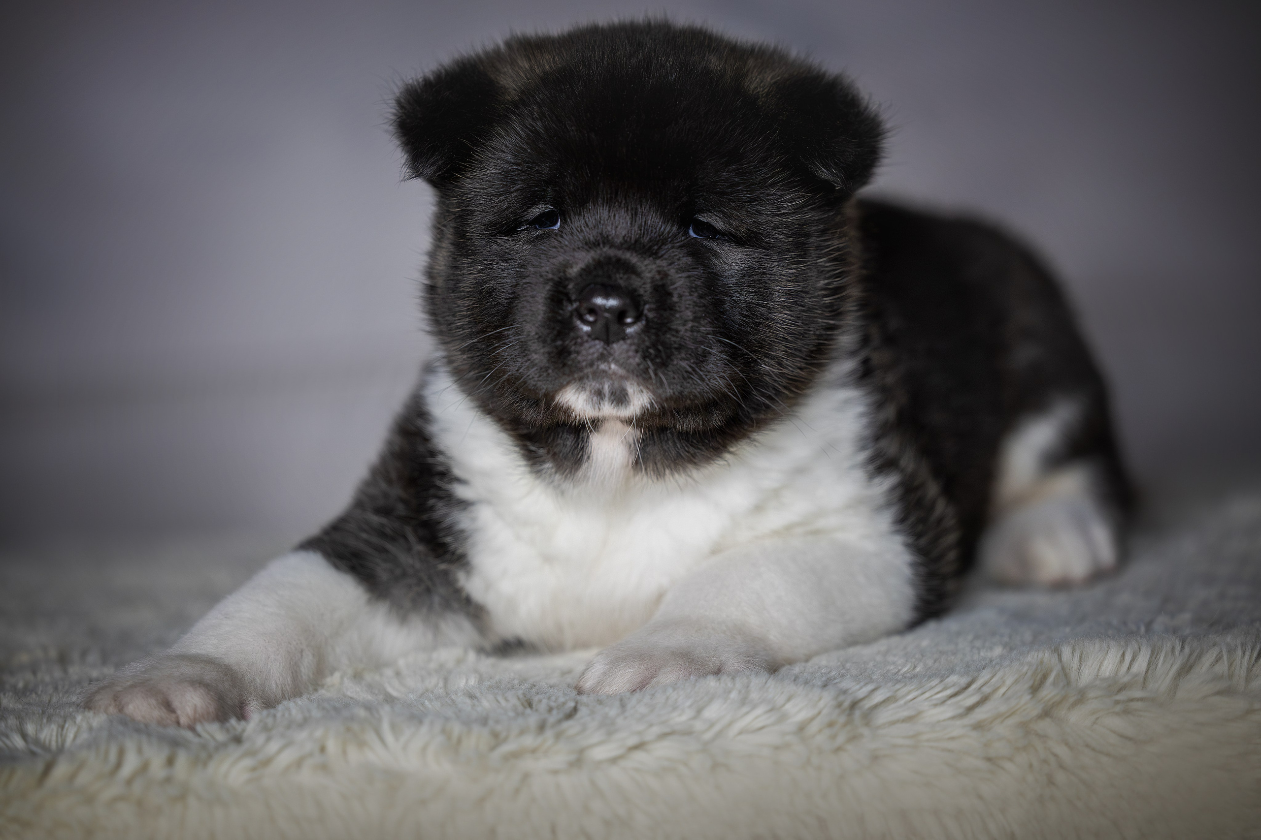 Щеночки Ам. Акиты. Главная