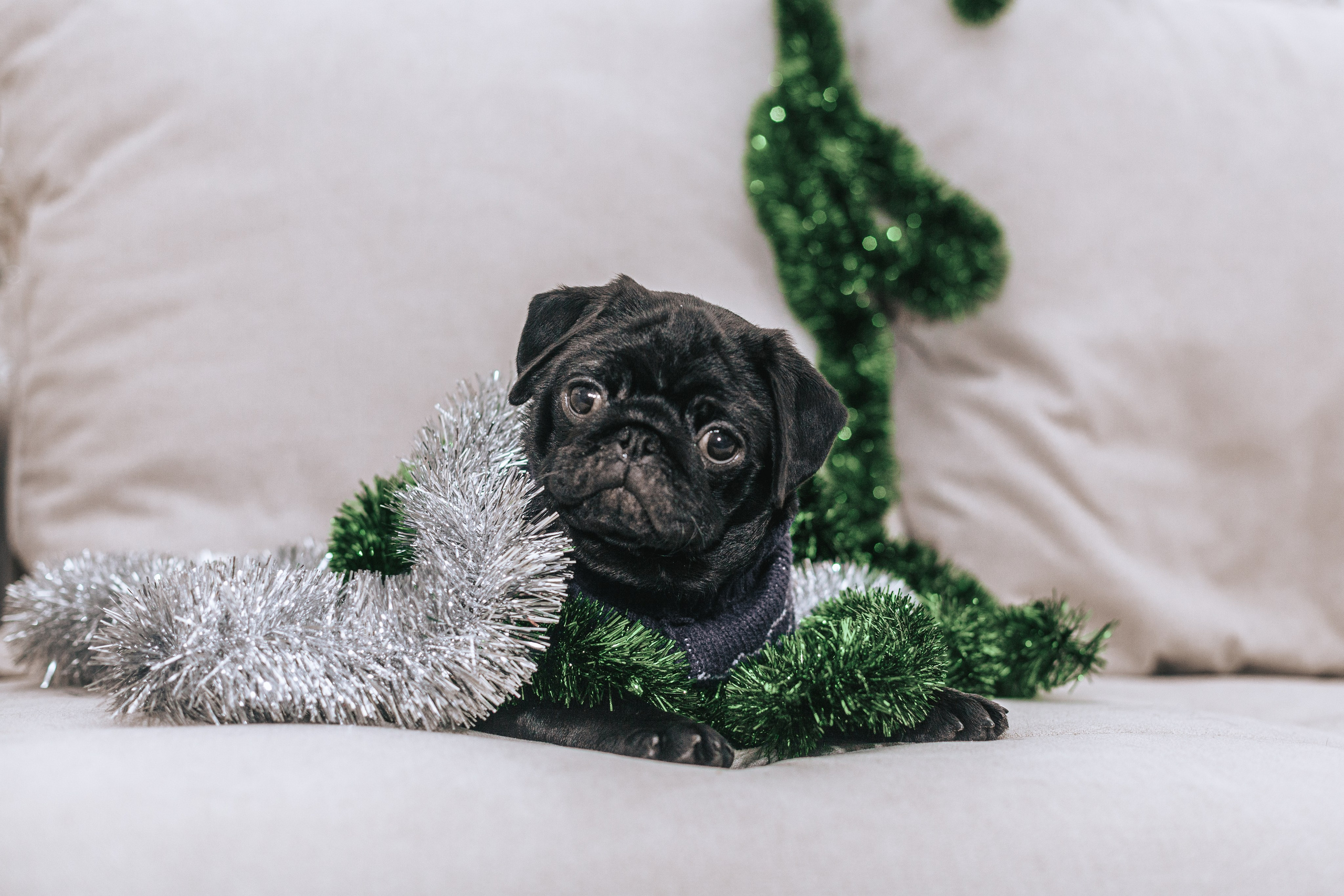 Домашняя фотосессия Оли и двух ее мопсов. Фотограф-анималист Татьяна Степанова