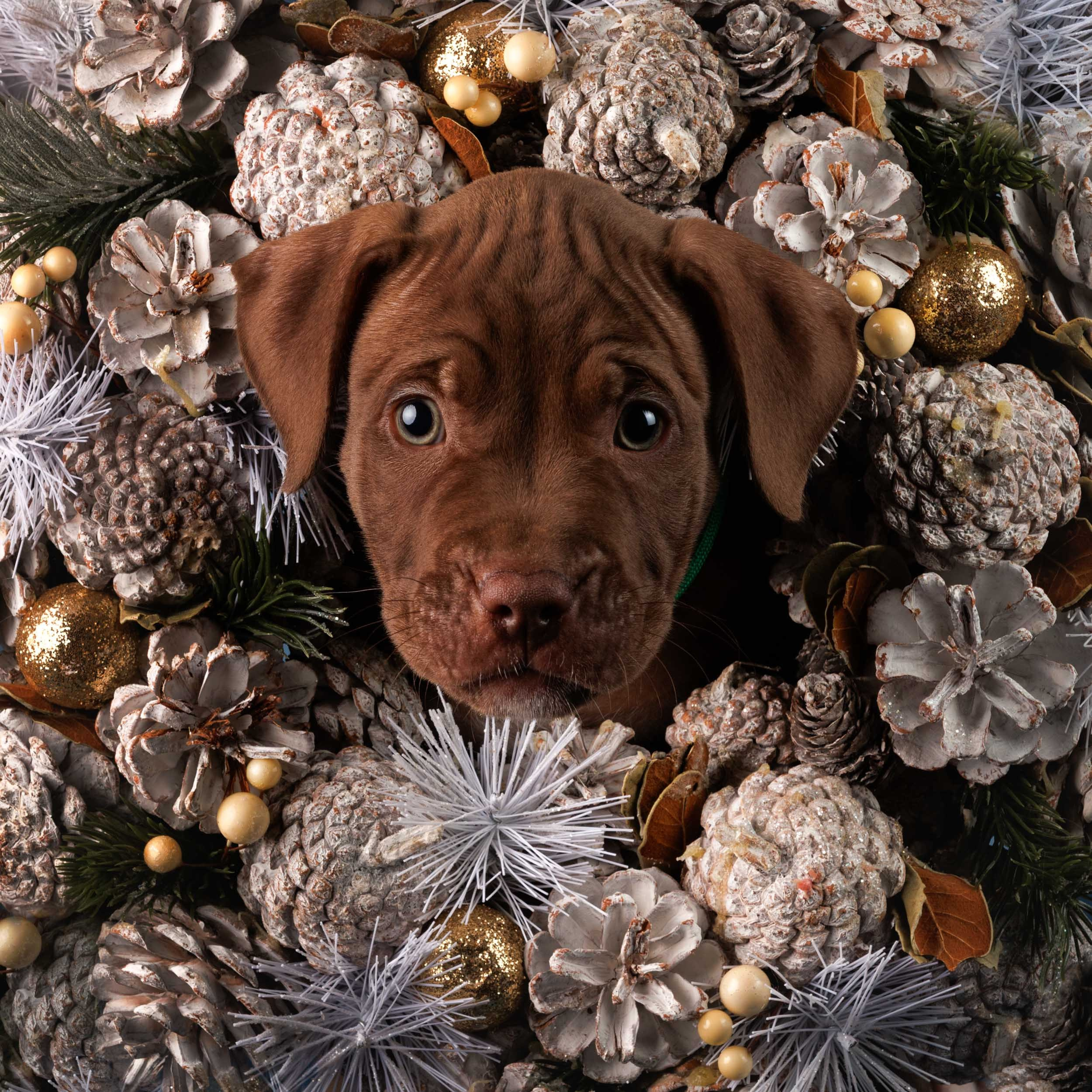 Съемка щенков АПБТ. Фотограф-анималист в Москве и Московской области Татьяна Фролова