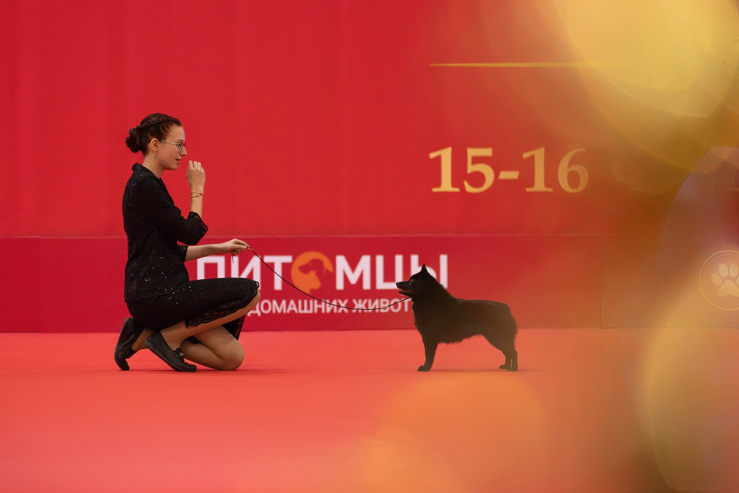 Фото с выставки РКФ. Фотограф-анималист в Москве и Московской области Татьяна Фролова