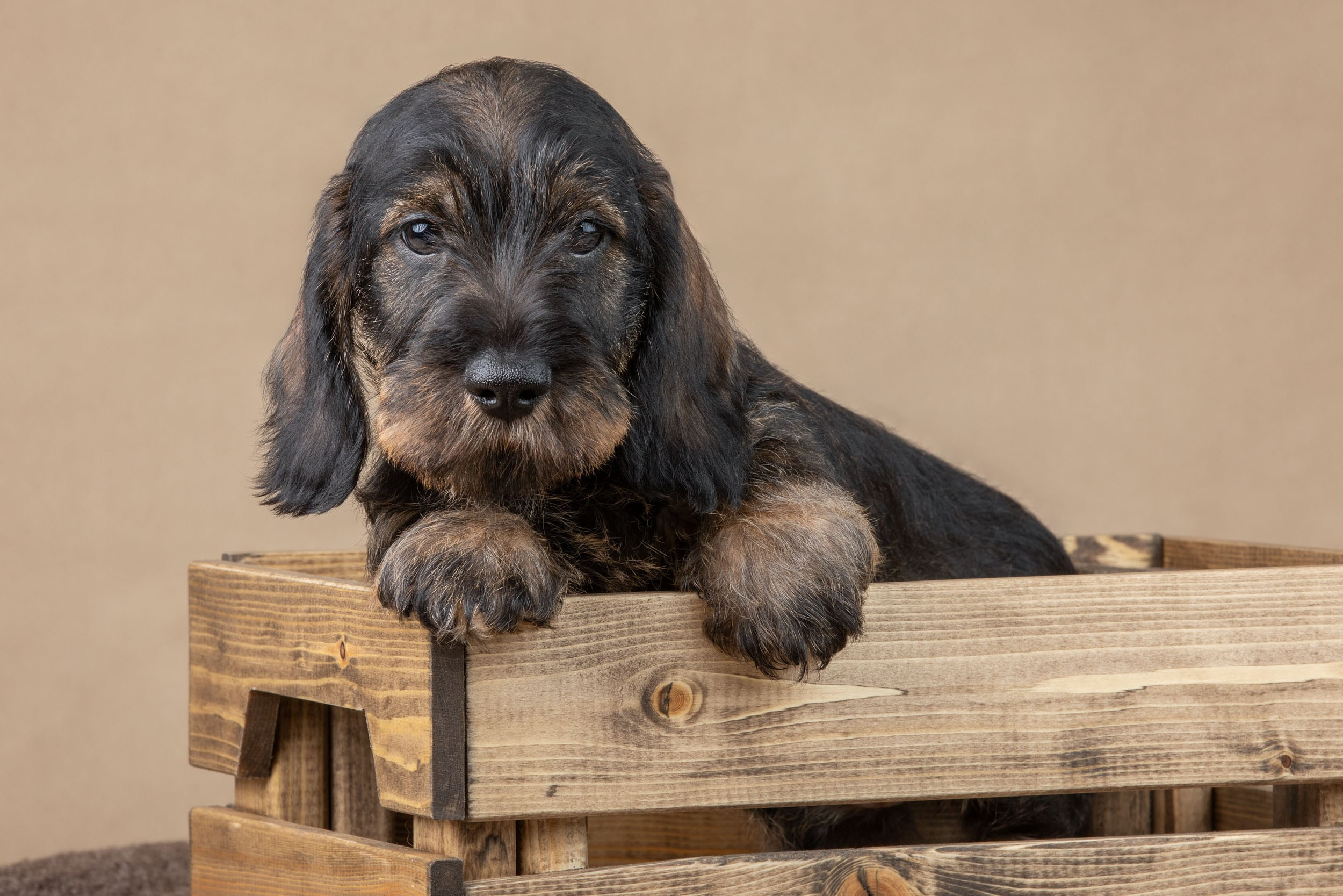 Съемка щенков жесткошерстной таксы на бежевом фоне в ящике. Фотограф-анималист в Москве и Московской области Татьяна Фролова