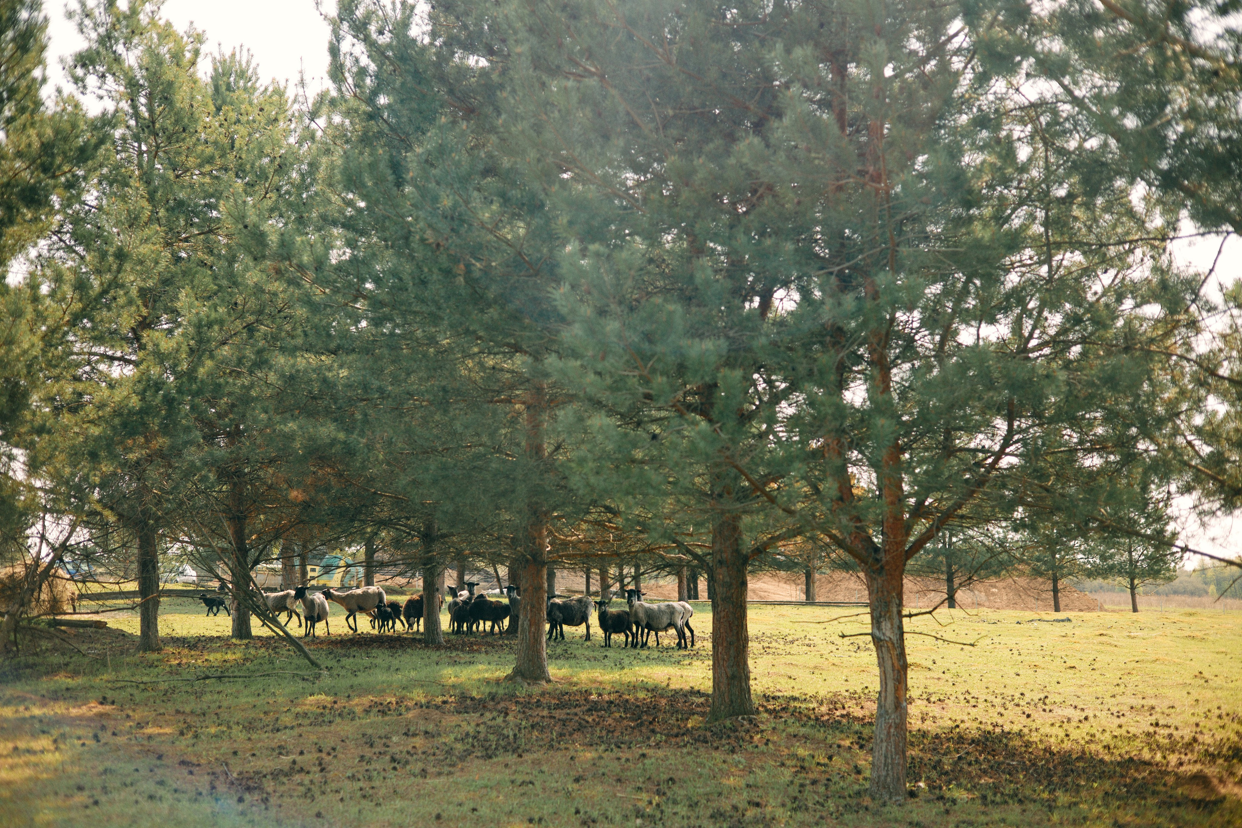 Бутик-отель Поле летом. Профессиональный Фотограф во Владимире, в Москве и в Суздале — Полина Романычева