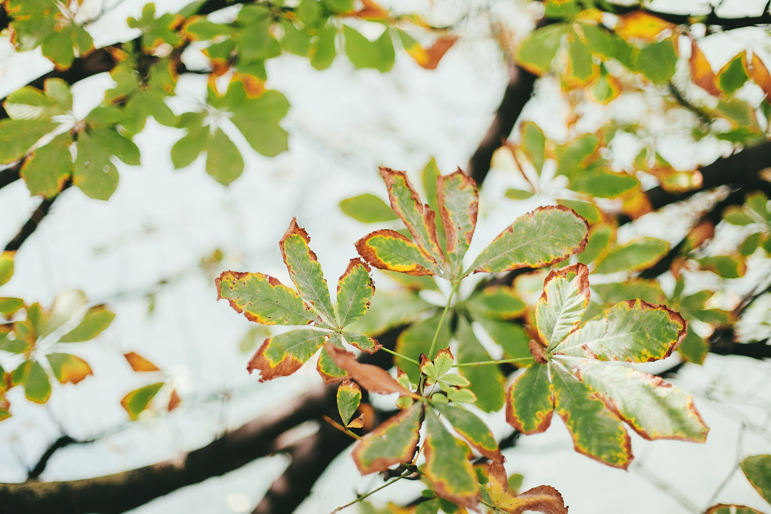 Париж. Аня Степанова