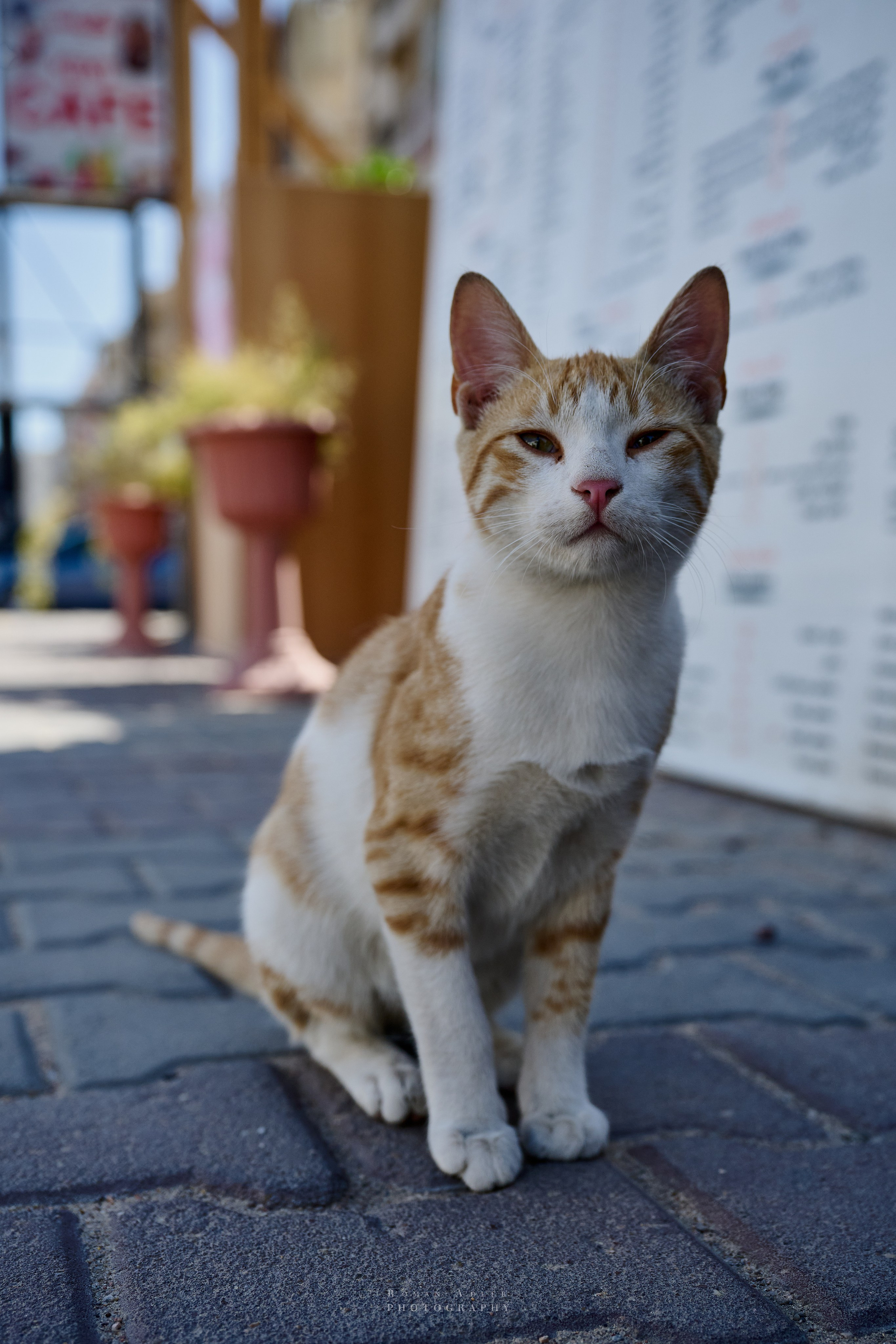 Хургада. Февраль 2025. Фотограф Роман Адлер