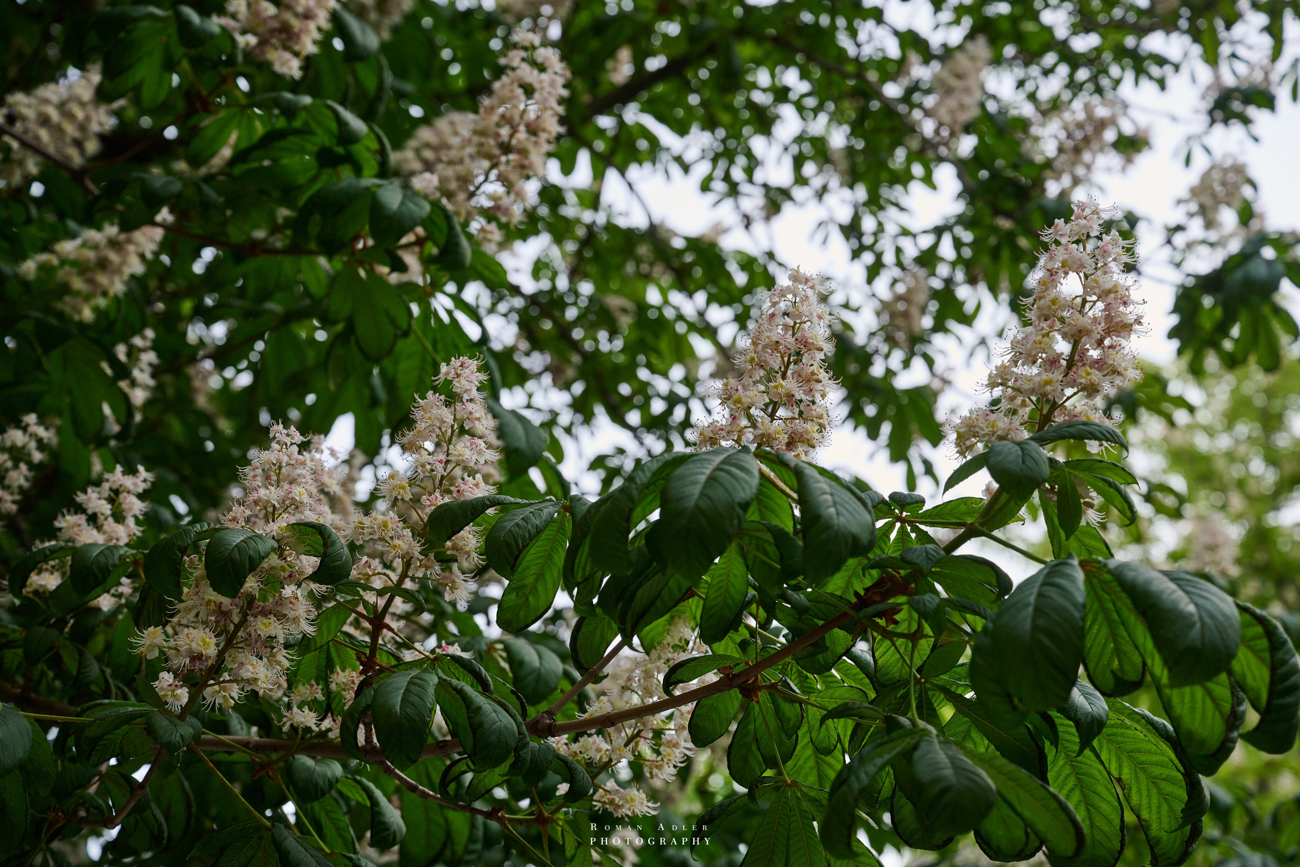 Воронеж. Май 2025. Фотограф Роман Адлер