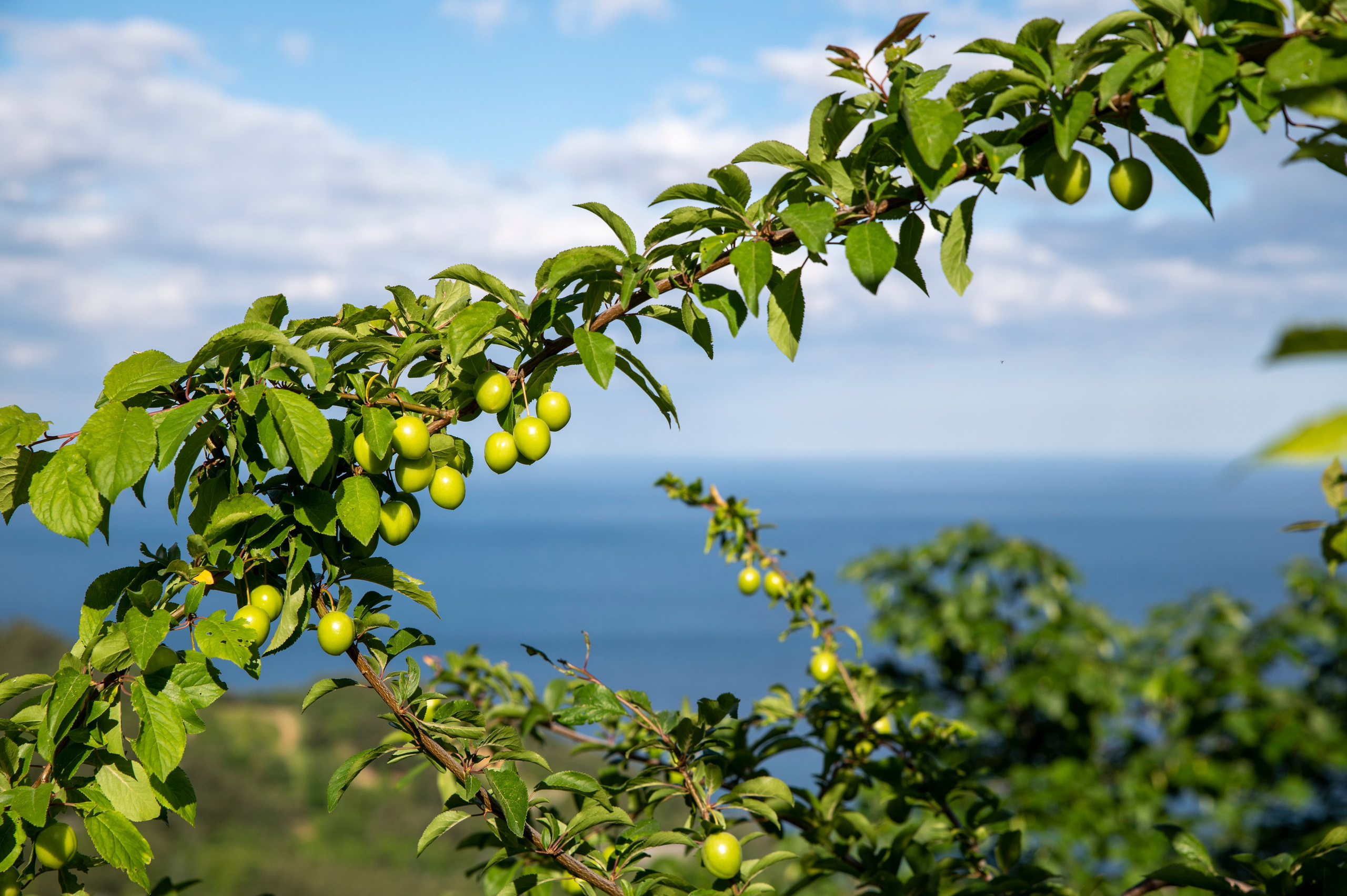 Крым май 2022. Фотограф Роман Адлер