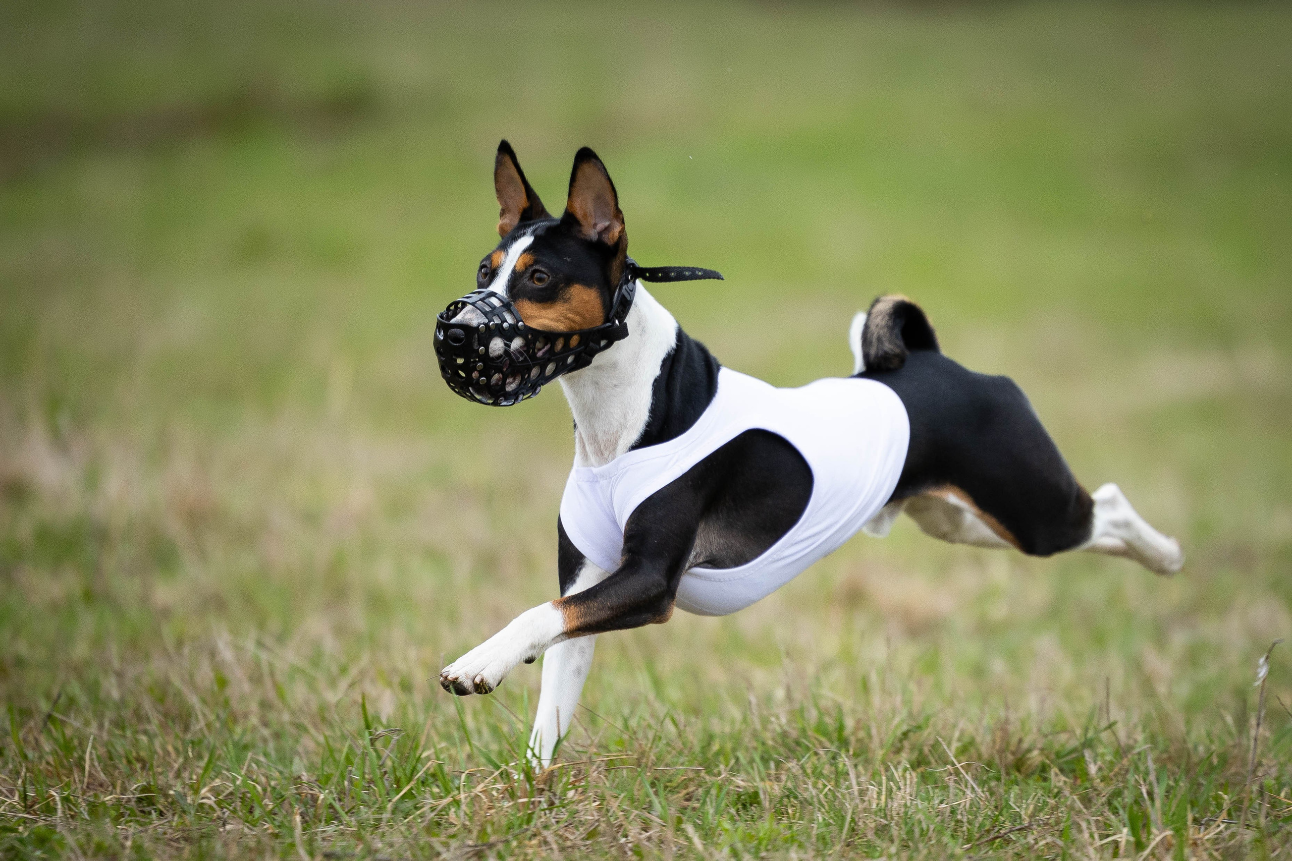 Курсинг. Фотограф Анималист в Перми Анастасия Остерман