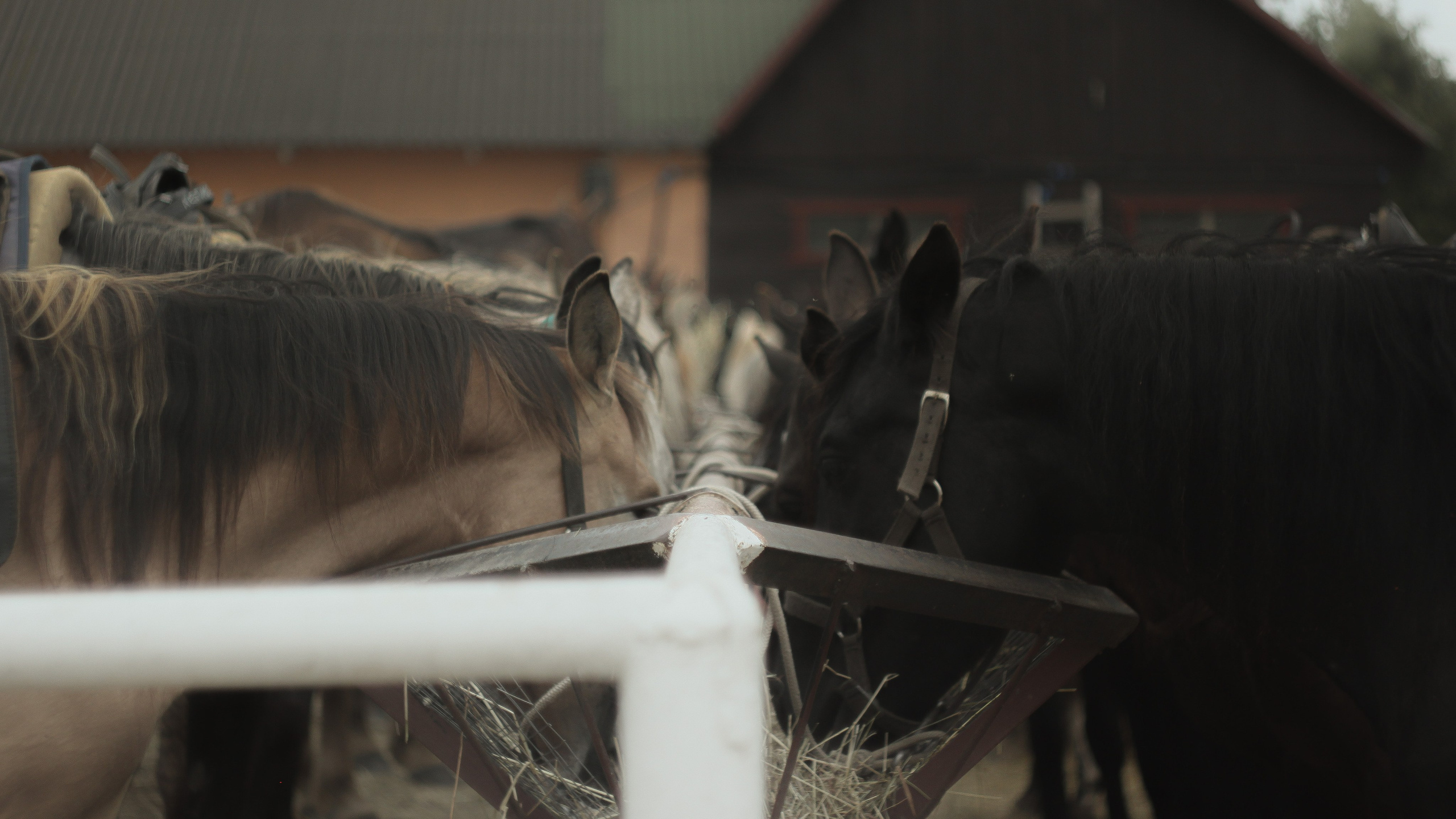 Эти волосы взял я у ржи. Портретный и художественный фотограф в Москве