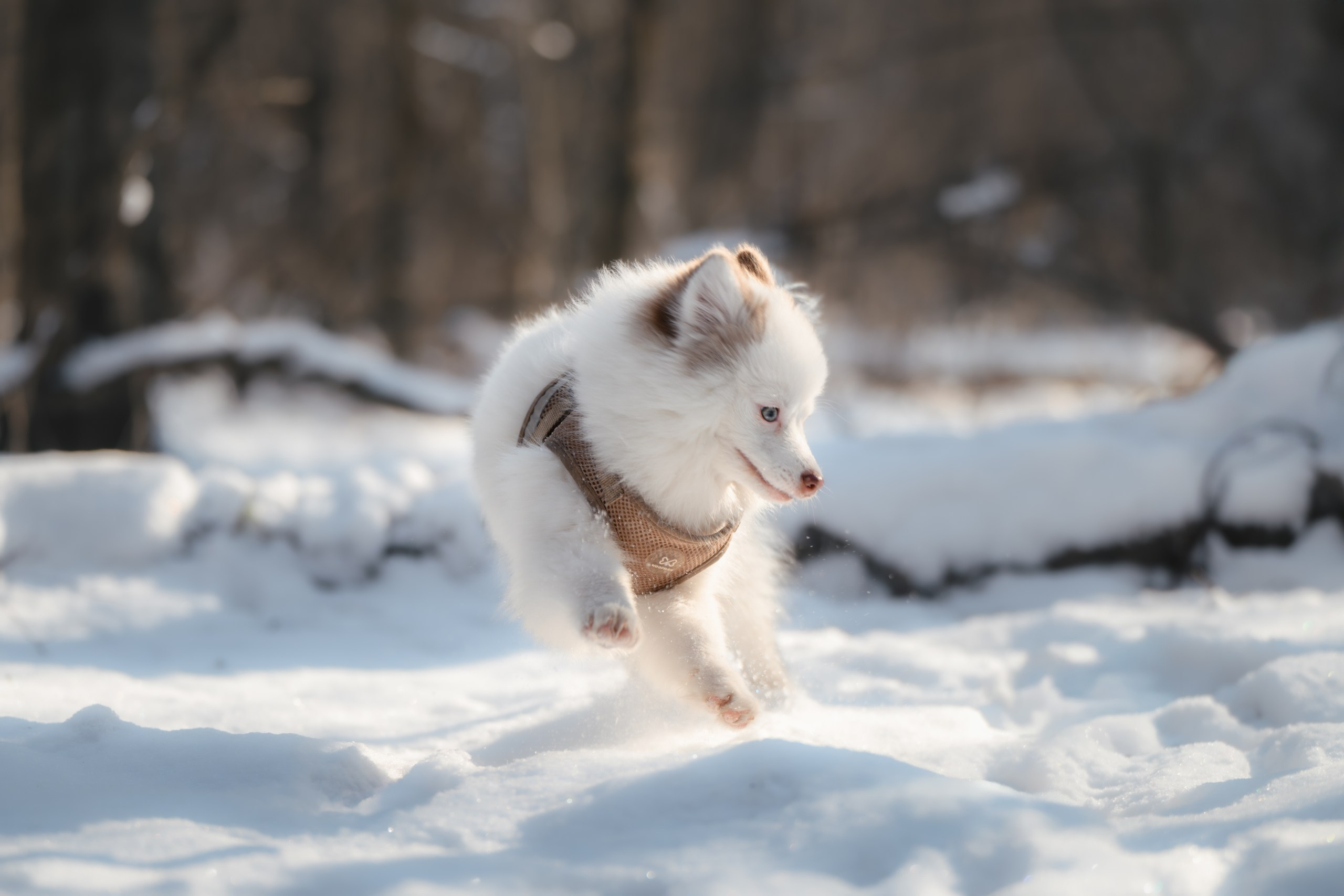 Виктория и 4 помски. Фотограф Анималист в Москве Анастасия Жучкова